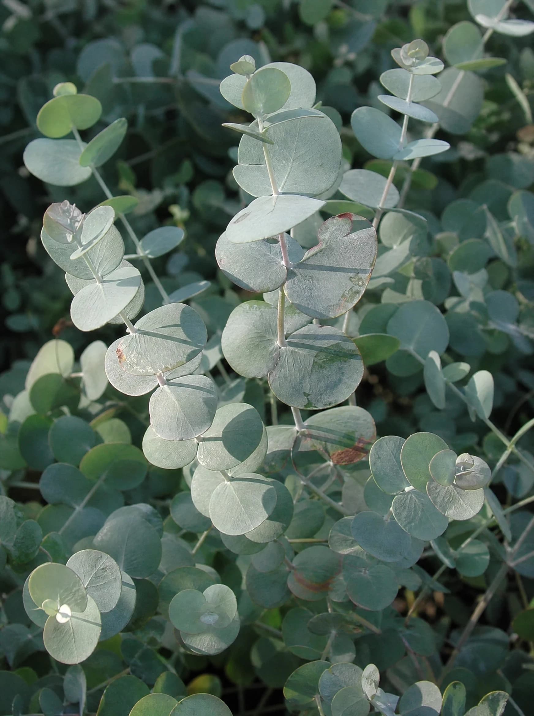 אקליפטוס כדורי (eucalyptus cinerea) — תקריב עלים, משתלת הדר נוי