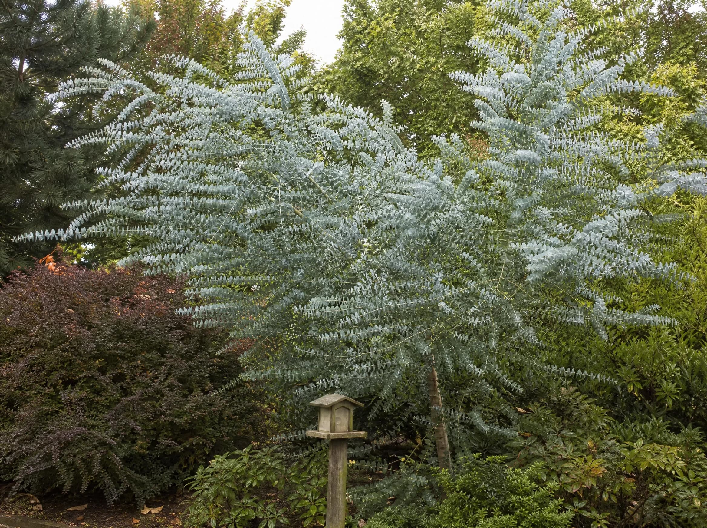 אקליפטוס כדורי (eucalyptus cinerea) — אקליפטוס כדורי עם עלווה כסופה כמסך בבורדר שיחים בגינה — מסך ירוק להסתרה, משתלת הדר נוי