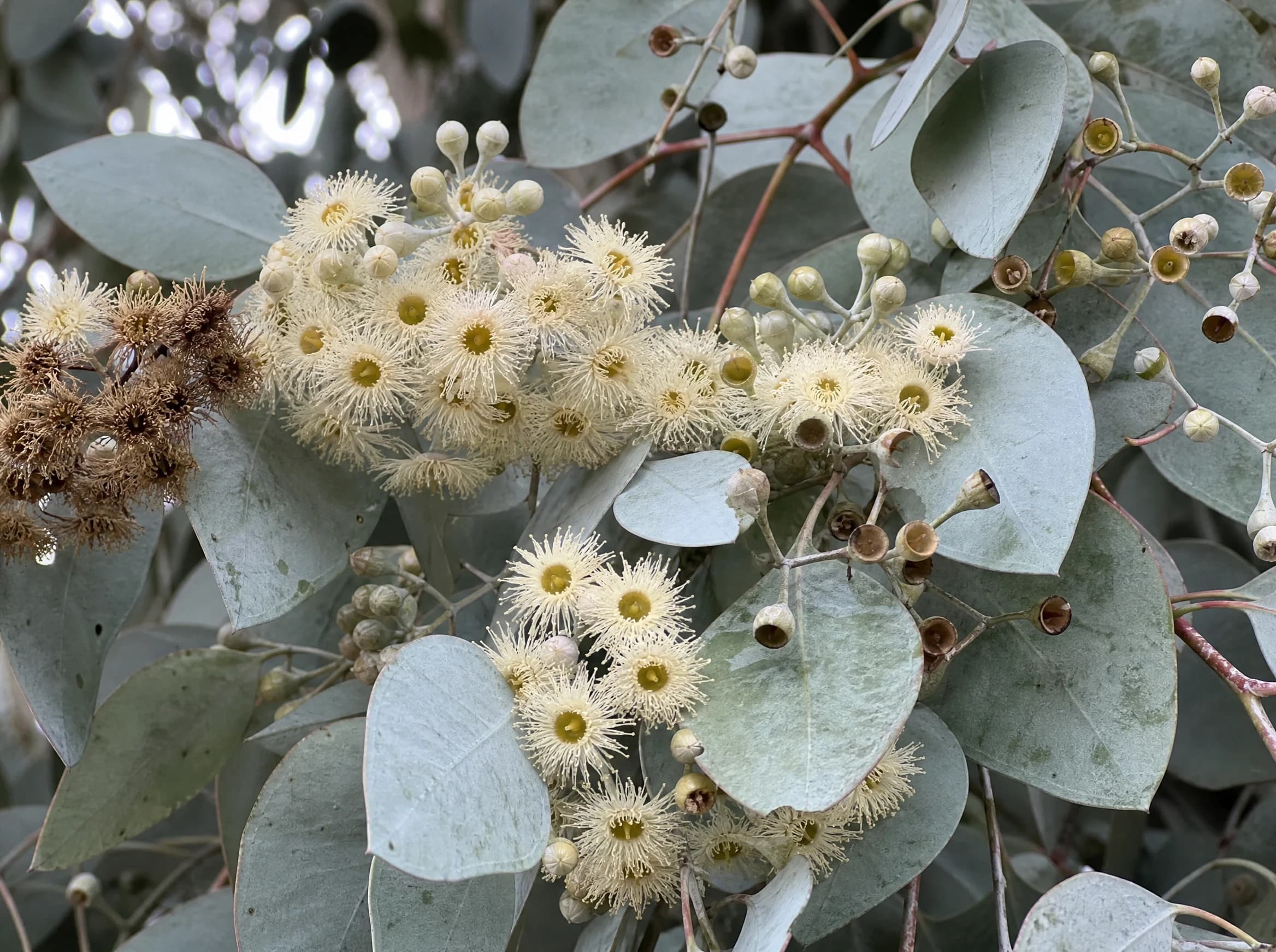 אקליפטוס סילבר דולר (eucalyptus polyanthemos) — תקריב פריחה, משתלת הדר נוי
