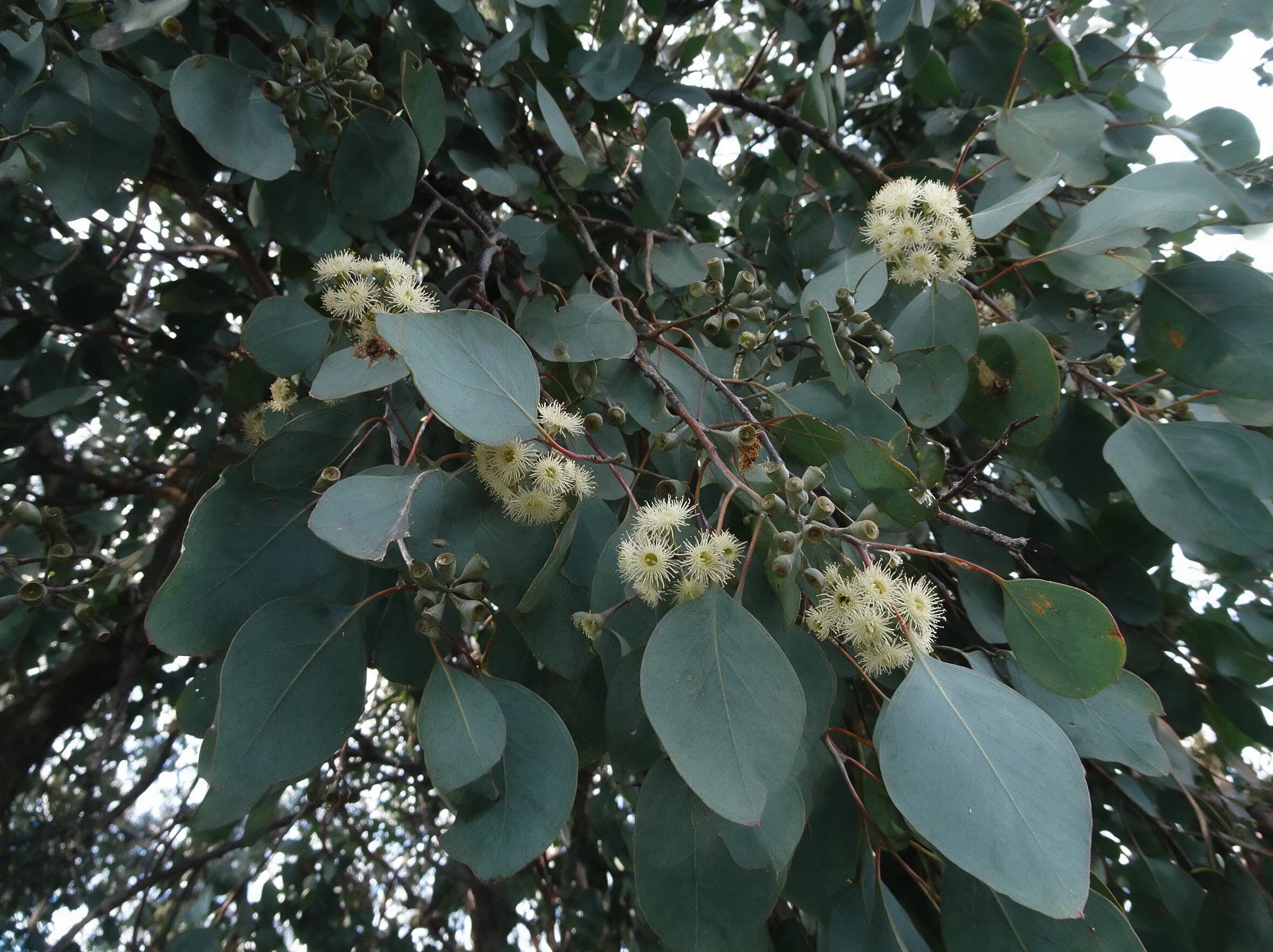 אקליפטוס סילבר דולר (eucalyptus polyanthemos) — תקריב פריחה, משתלת הדר נוי