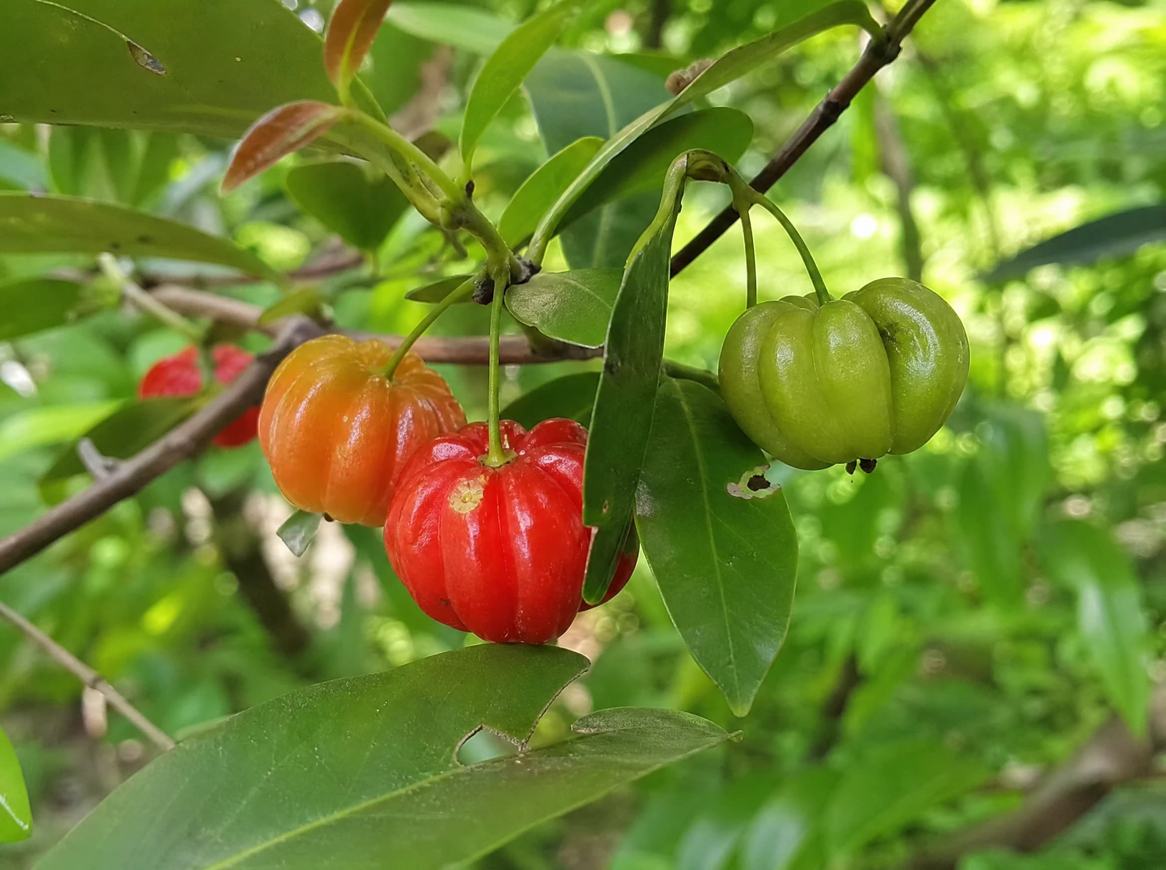 פיטנגו (דובדבן סורינאם) (eugenia uniflora) — תקריב פרי, משתלת הדר נוי