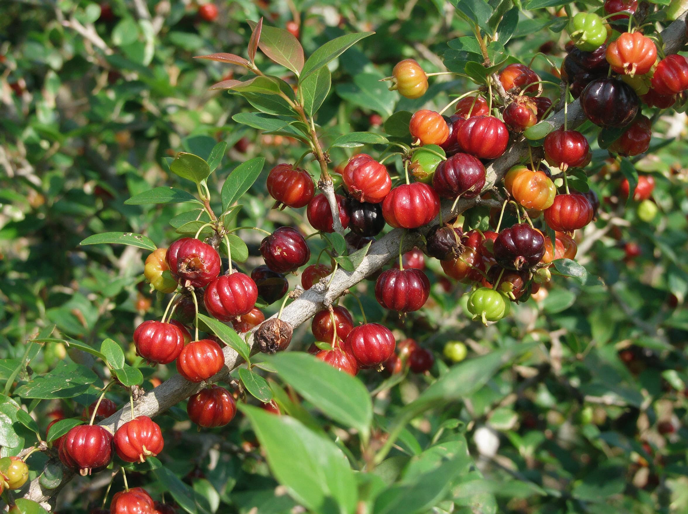 פיטנגו (דובדבן סורינאם) (eugenia uniflora) — תקריב פרי, משתלת הדר נוי