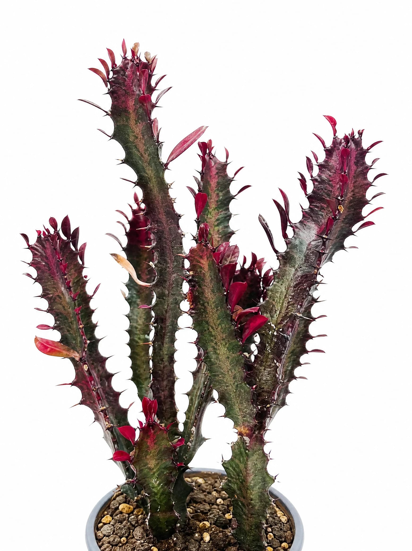 חלבלוב טריגונה רוברה (euphorbia trigona rubra) — תקריב עלים, משתלת הדר נוי