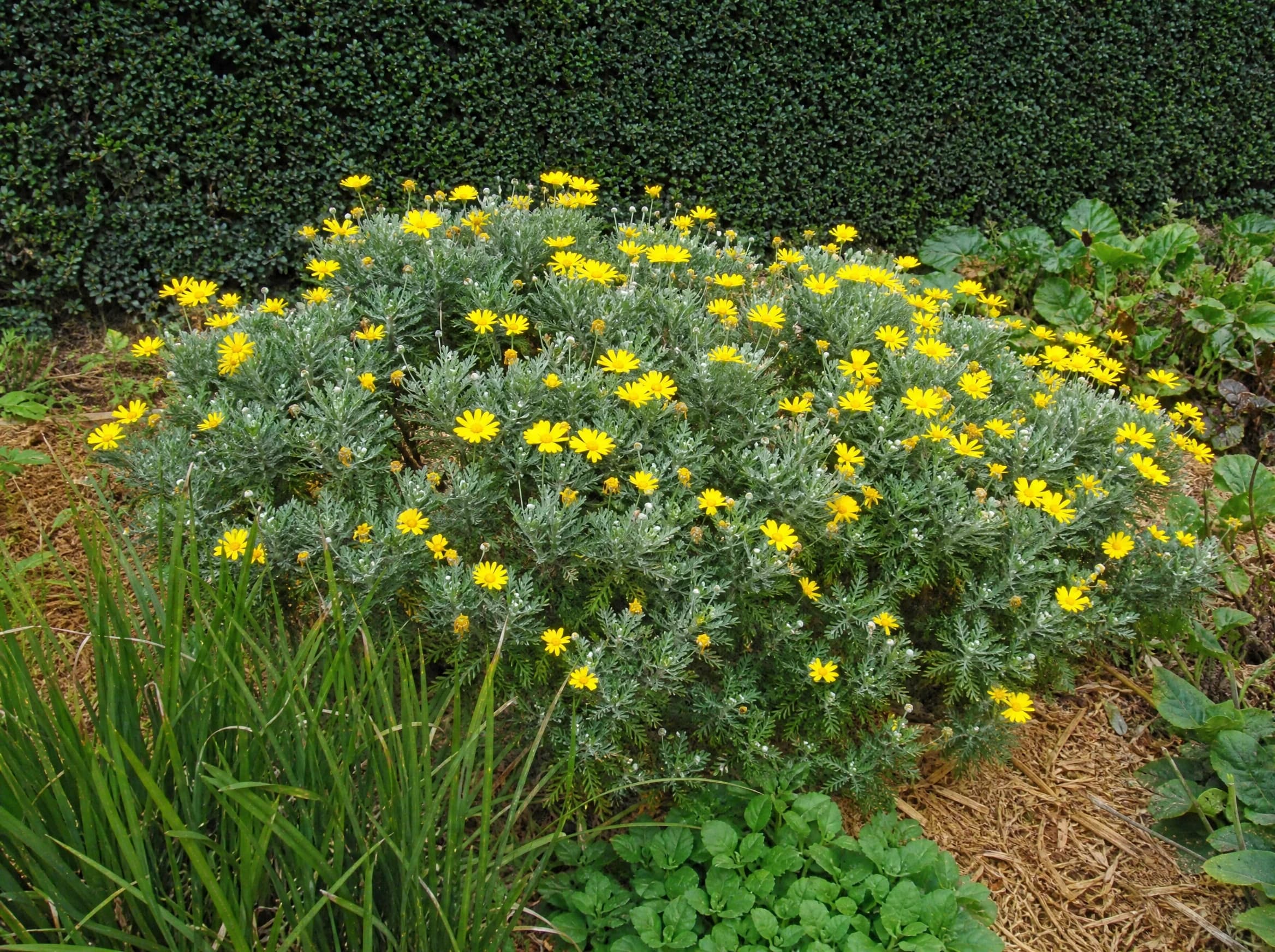 מרגרטה צהובה (euryops pectinatus) — שיח מרגרטה צהובה מעוגל בערוגת חיפוי קליפות על רקע גדר חיה גזומה — צמח מבטא בגינה, משתלת הדר נוי