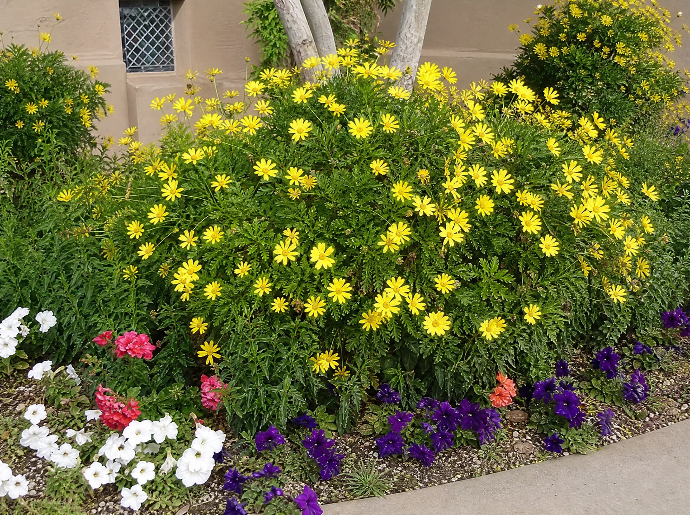 מרגרטה צהובה (euryops pectinatus) — שיח מרגרטה צהובה פורח בערוגה קדמית לרגלי קיר מטויח עם עונתיים — גבול ערוגה ושוליים, משתלת הדר נוי