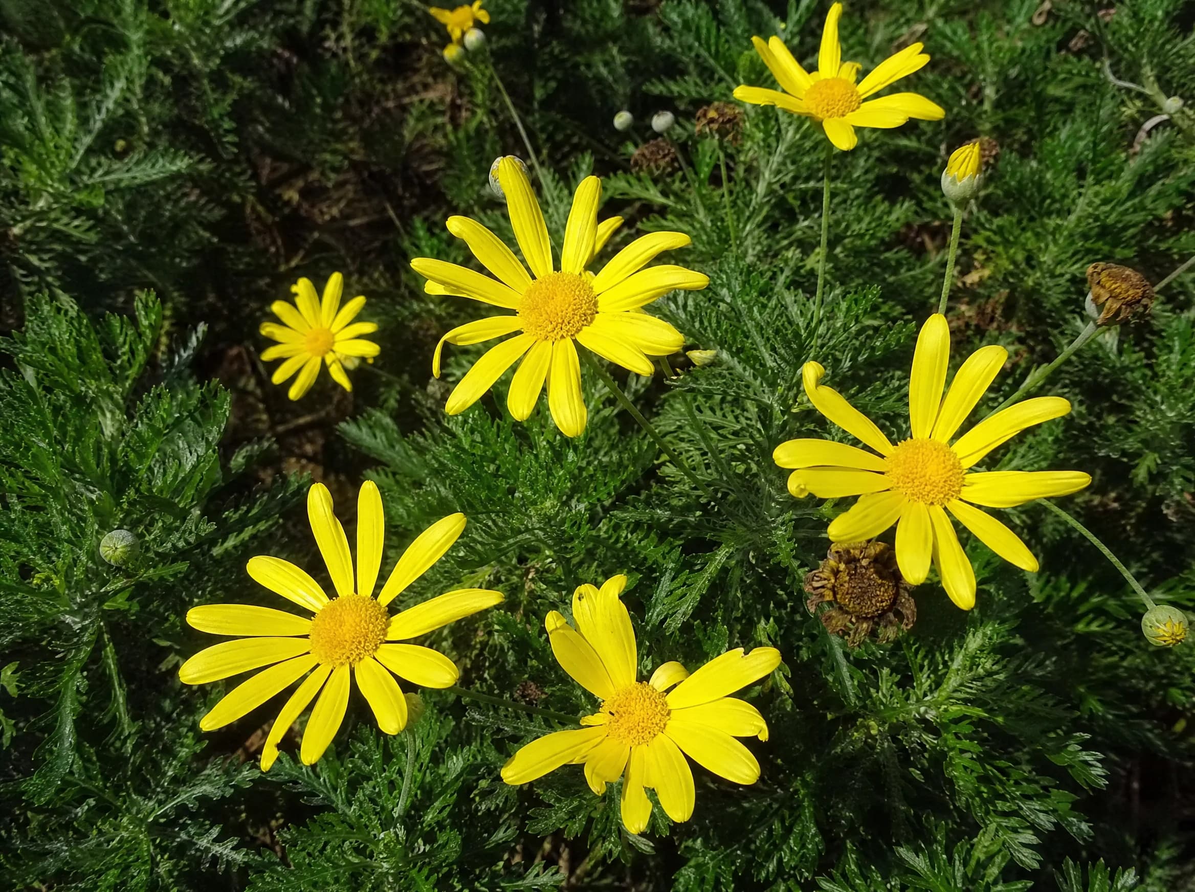 מרגרטה צהובה (euryops pectinatus) — תקריב פריחה, משתלת הדר נוי