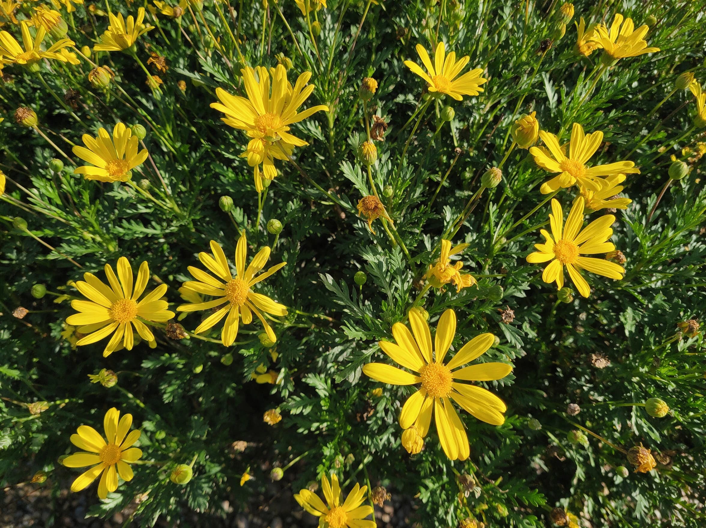 מרגרטה צהובה (euryops pectinatus) — תקריב פריחה, משתלת הדר נוי