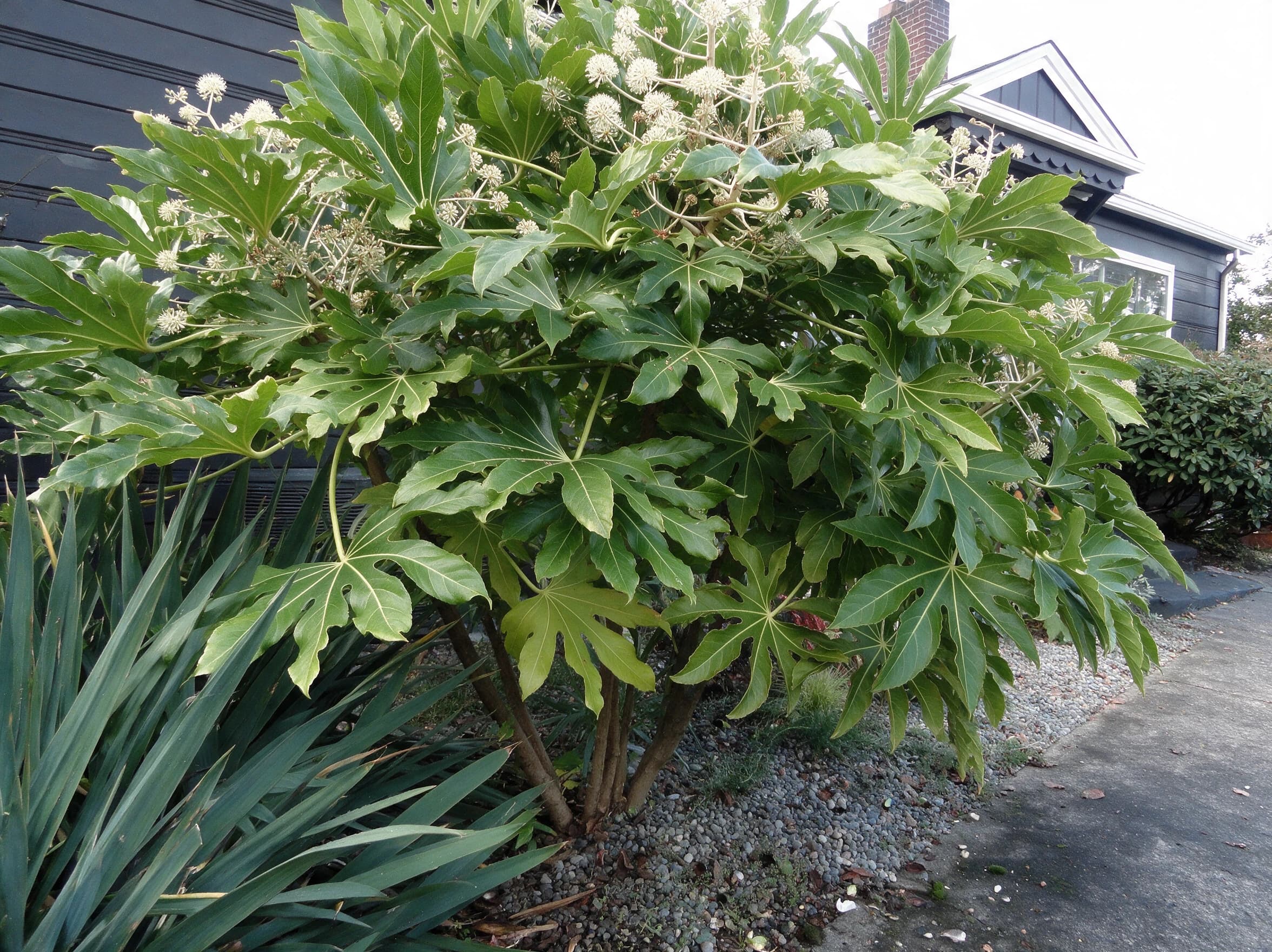 ארליה יפנית ירוקה (fatsia japonica) — ארליה יפנית פורחת בכדורים לבנים בגינה קדמית לצד שביל חצץ — צמח מבטא בגינה, משתלת הדר נוי