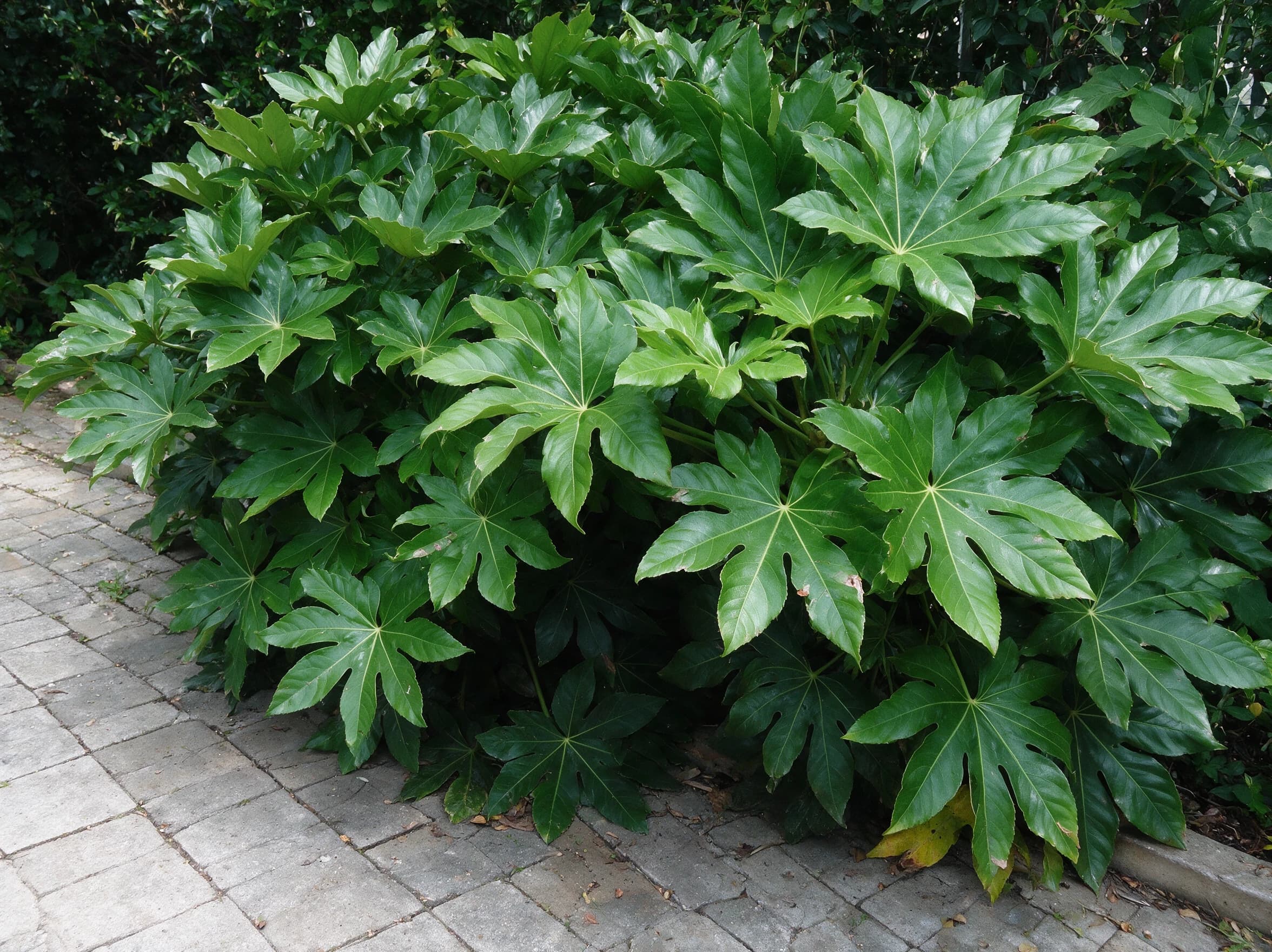 ארליה יפנית ירוקה (fatsia japonica) — שיח ארליה יפנית עם עלים גדולים מאוצבעים בערוגה מוצלת לצד ריצוף אבן — גבול ערוגה ושוליים, משתלת הדר נוי