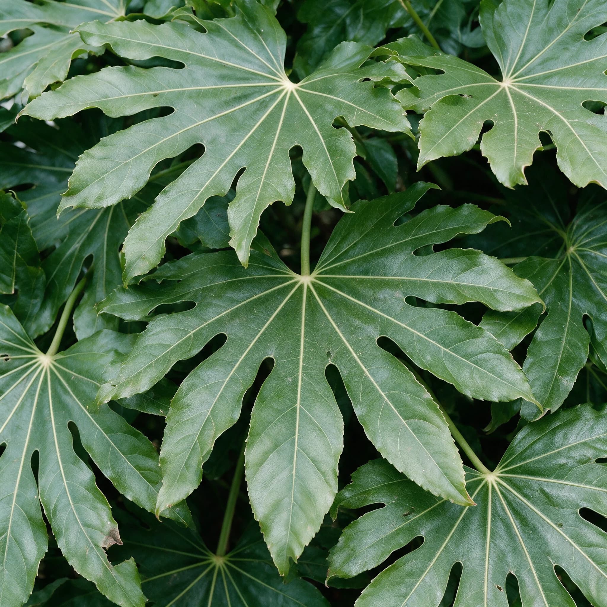 ארליה יפנית ירוקה (fatsia japonica) — תקריב עלים, משתלת הדר נוי