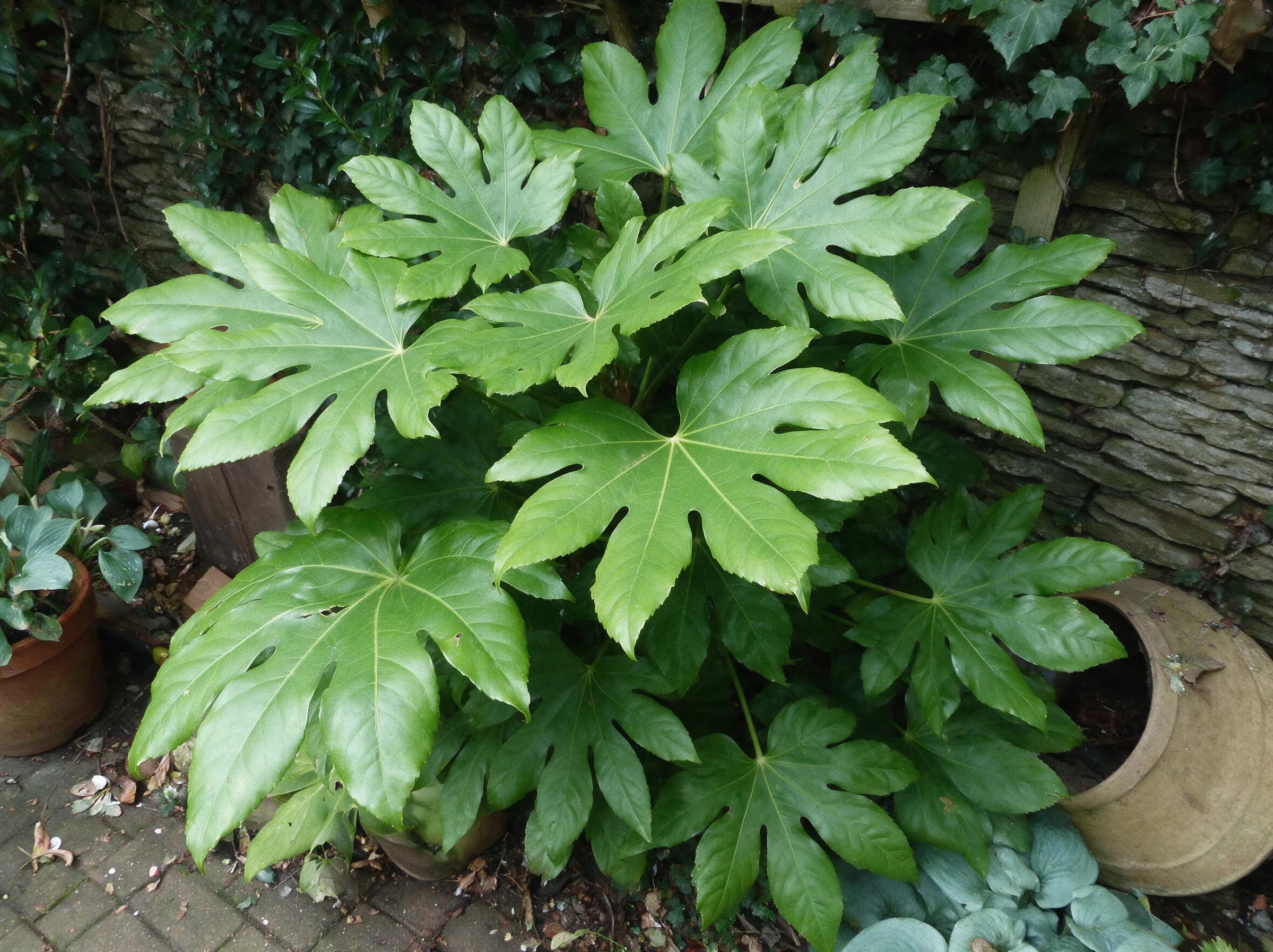 ארליה יפנית ירוקה (fatsia japonica) — תקריב עלים, משתלת הדר נוי