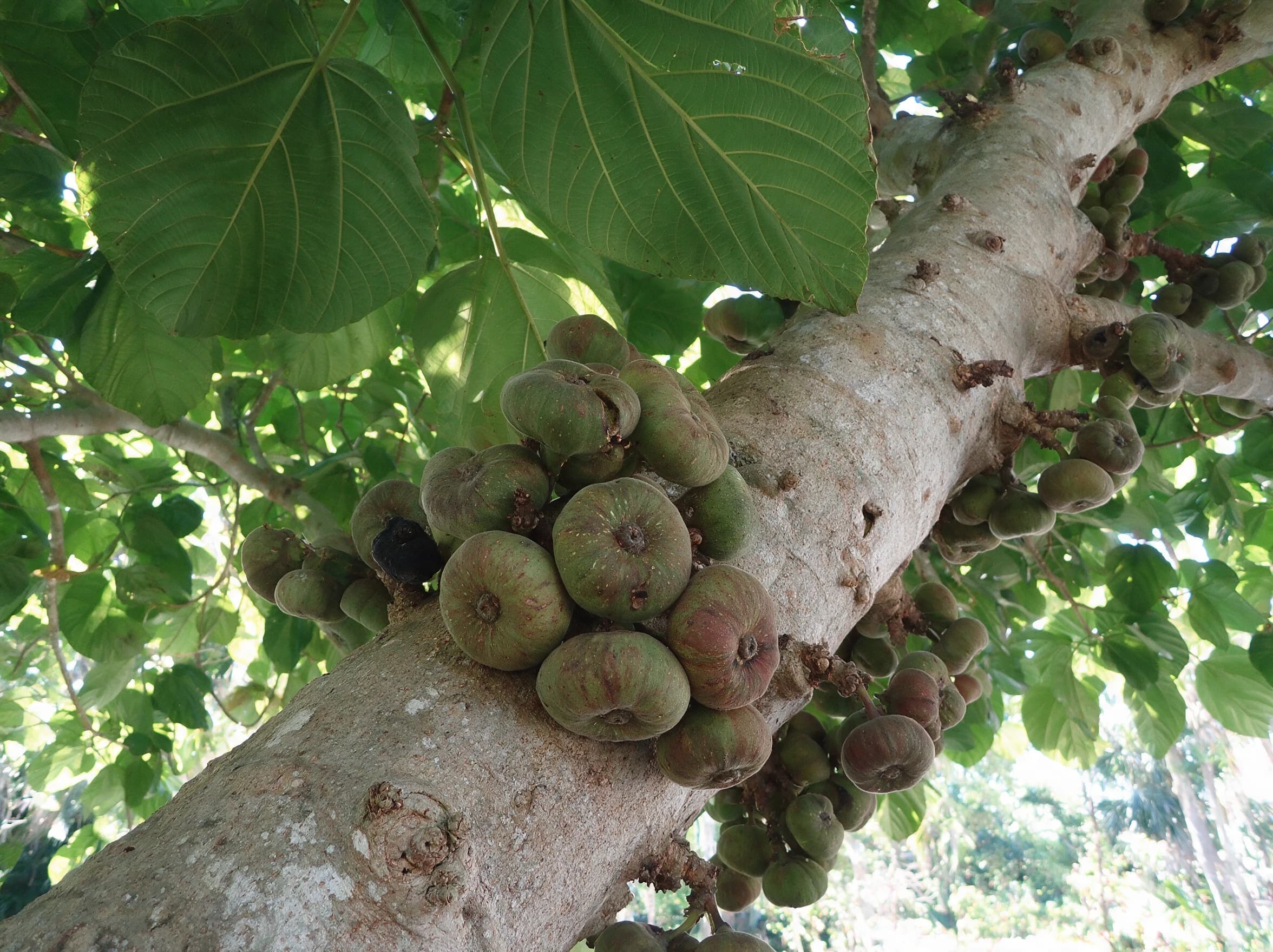 פיקוס רוסבוגי (מטריה) (ficus auriculata) — תקריב פרי, משתלת הדר נוי