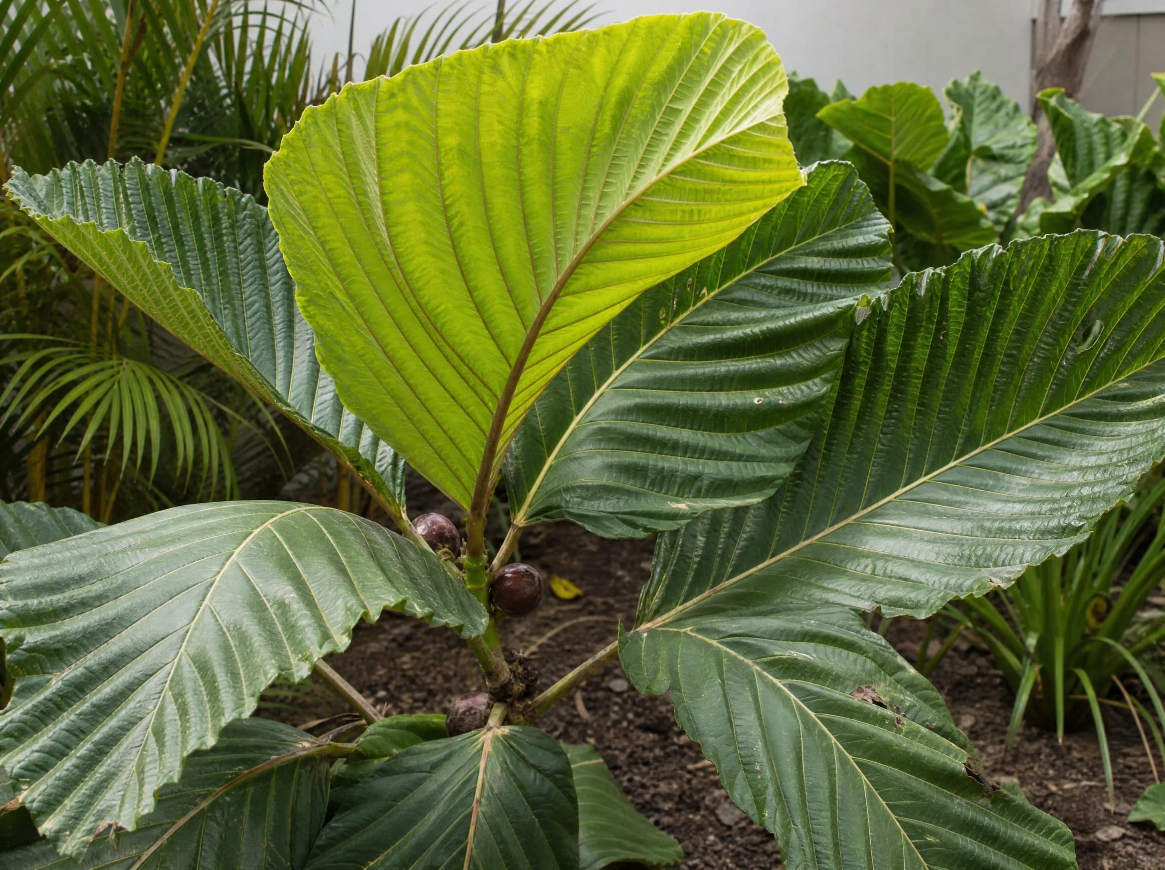 פיקוס רוסבוגי (מטריה) (ficus auriculata) — תקריב עלים, משתלת הדר נוי