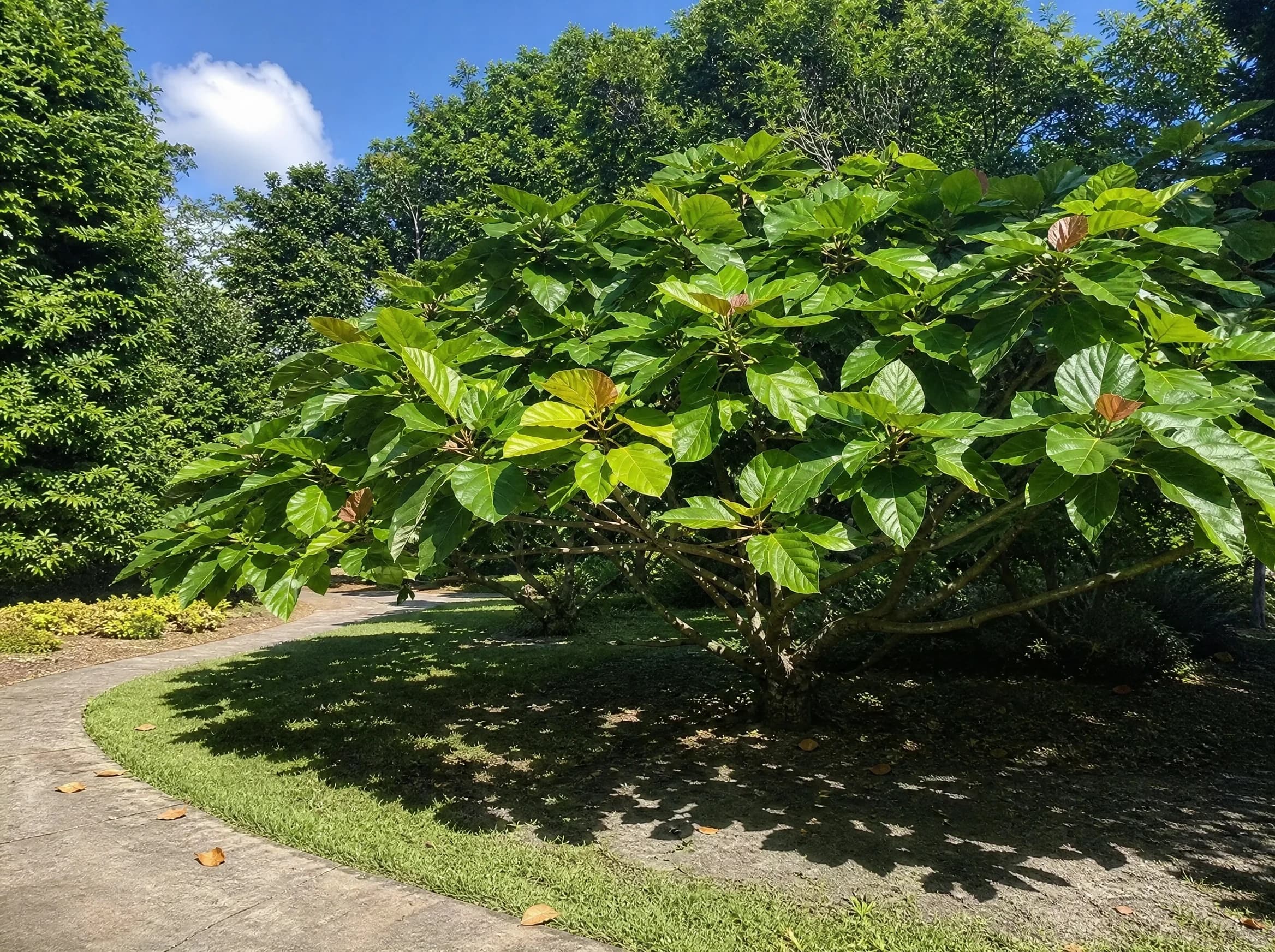פיקוס רוסבוגי (מטריה) (ficus auriculata) — פיקוס רוסבוגי עם צמרת רחבה מטיל צל על מדשאה בפארק — הצללה, משתלת הדר נוי