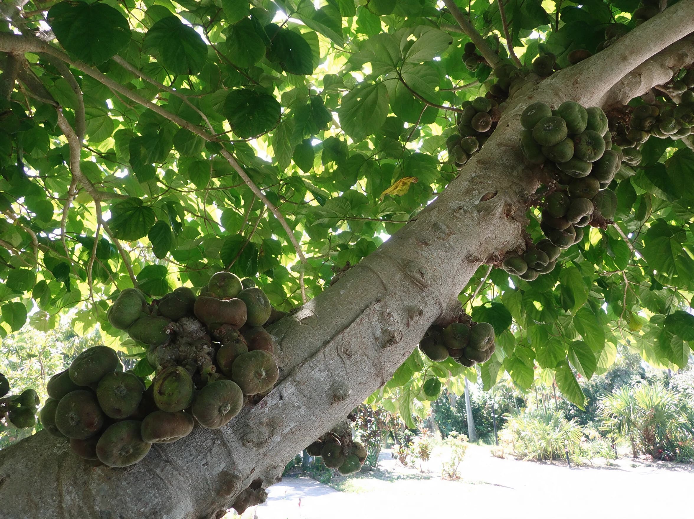 פיקוס רוסבוגי (מטריה) (ficus auriculata) — אשכולות תאנים על גזע פיקוס רוסבוגי מתחת לצמרת מוצלת — הצללה, משתלת הדר נוי