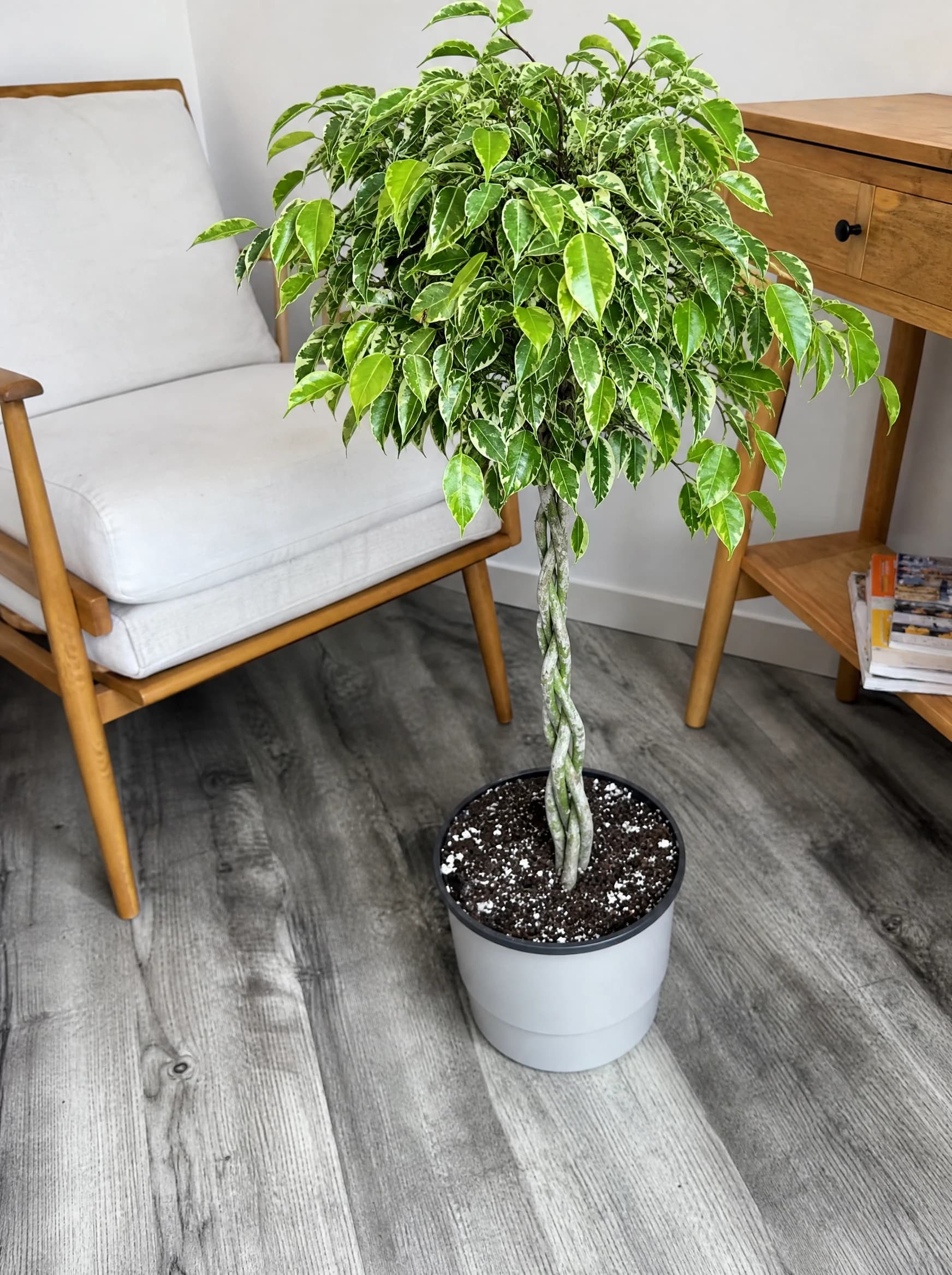 פיקוס 'בליז׳ (ficus benjamina belize), פיקוס בליז בגזע קלוע על רצפת עץ בין כיסא לשולחן, צמח בית בסלון ובמשרד, משתלת הדר נוי