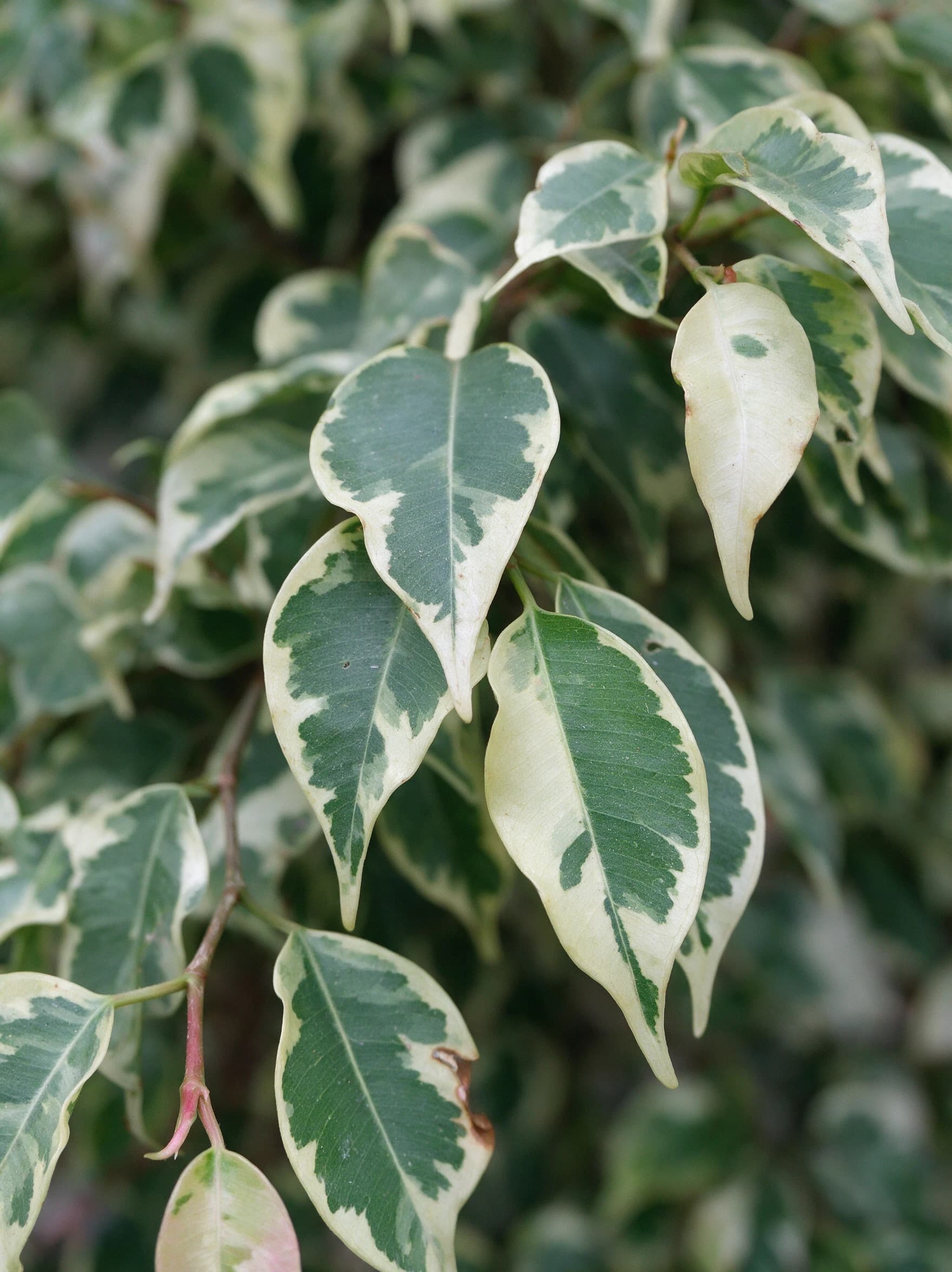 פיקוס 'בליז׳ שלישייה (ficus benjamina belize) — תקריב עלים, משתלת הדר נוי
