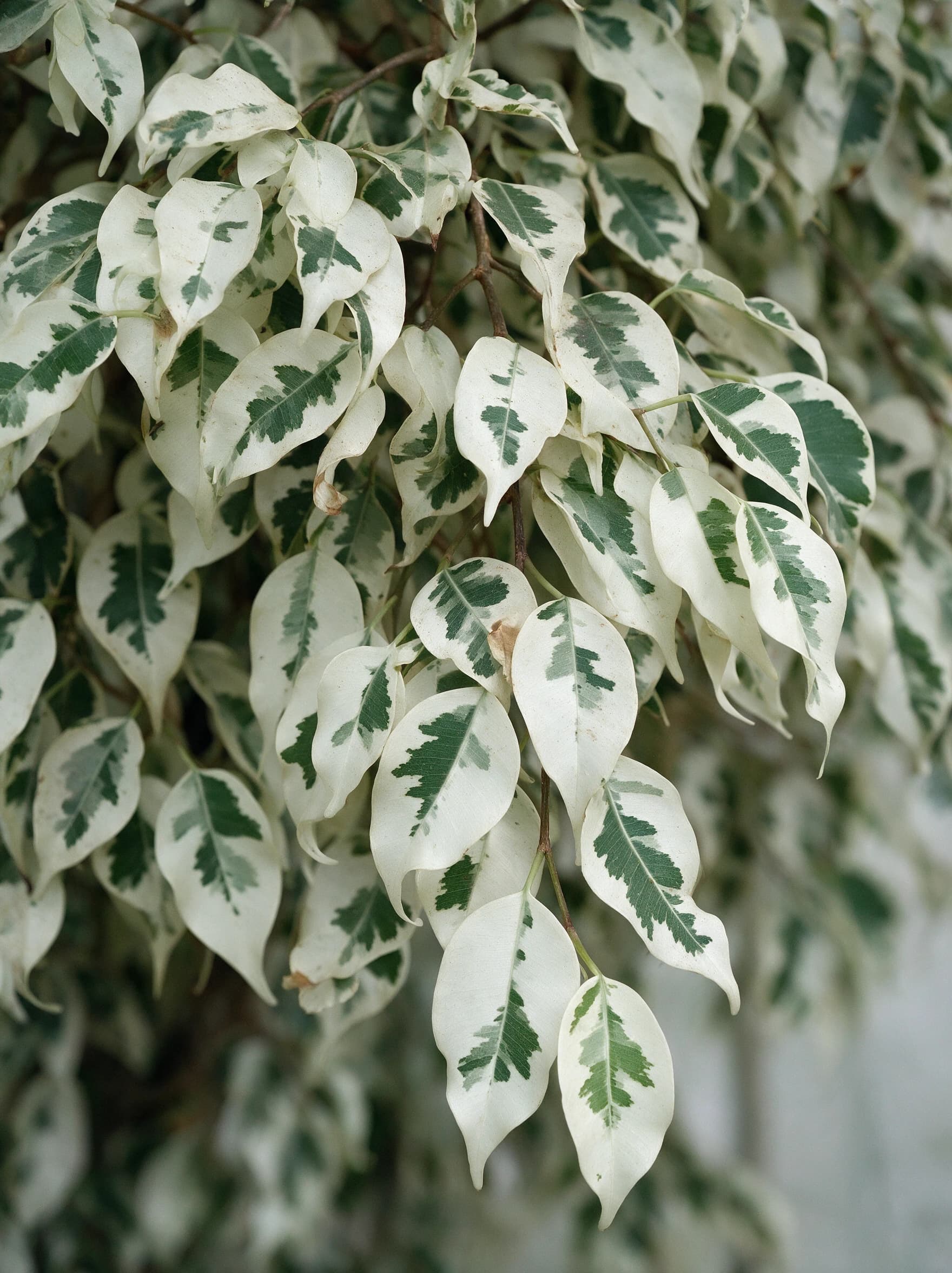 פיקוס 'בליז׳ שלישייה (ficus benjamina belize) — תקריב עלים, משתלת הדר נוי