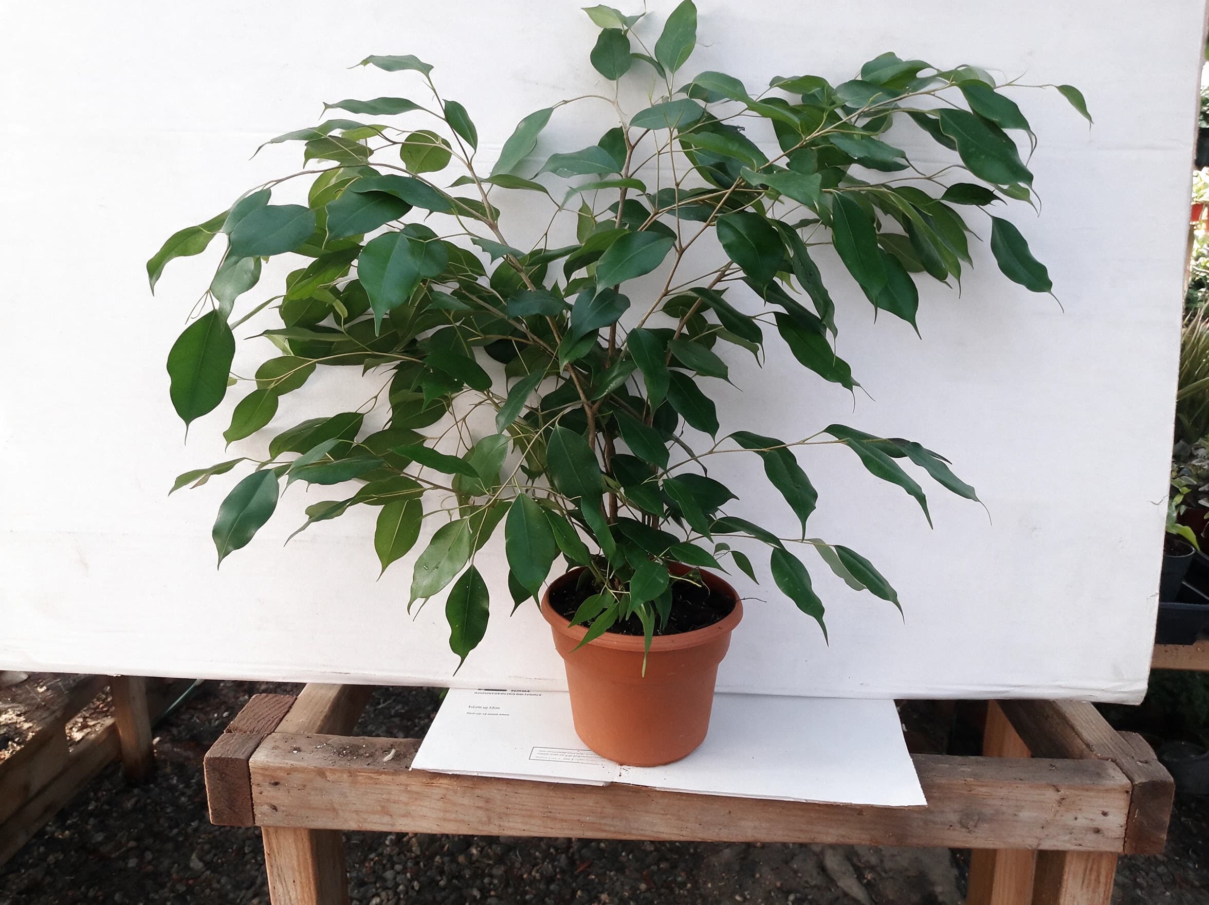 פיקוס 'סוויט הארט׳ (ficus benjamina), פיקוס סוויט הארט בעציץ חרס על ספסל עץ, צמח בית בסלון ובמשרד, משתלת הדר נוי