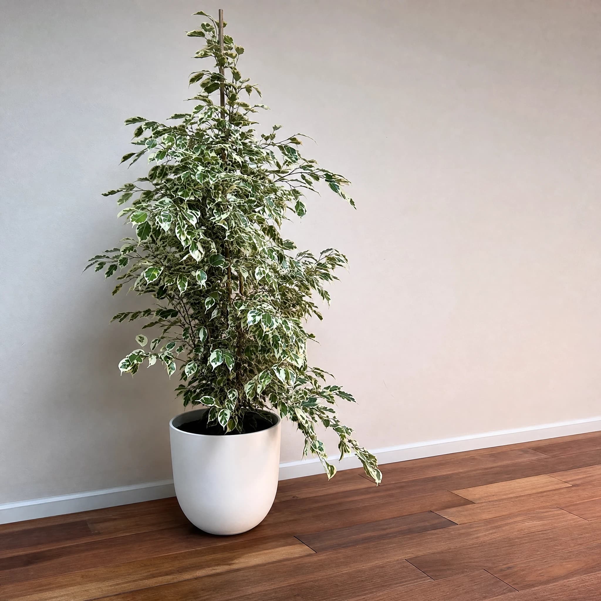 פיקוס 'סטאר לייט׳ (ficus benjamina starlight), פיקוס סטאר לייט בעציץ לבן על רצפת עץ כהה, צמח בית בסלון ובמשרד, משתלת הדר נוי