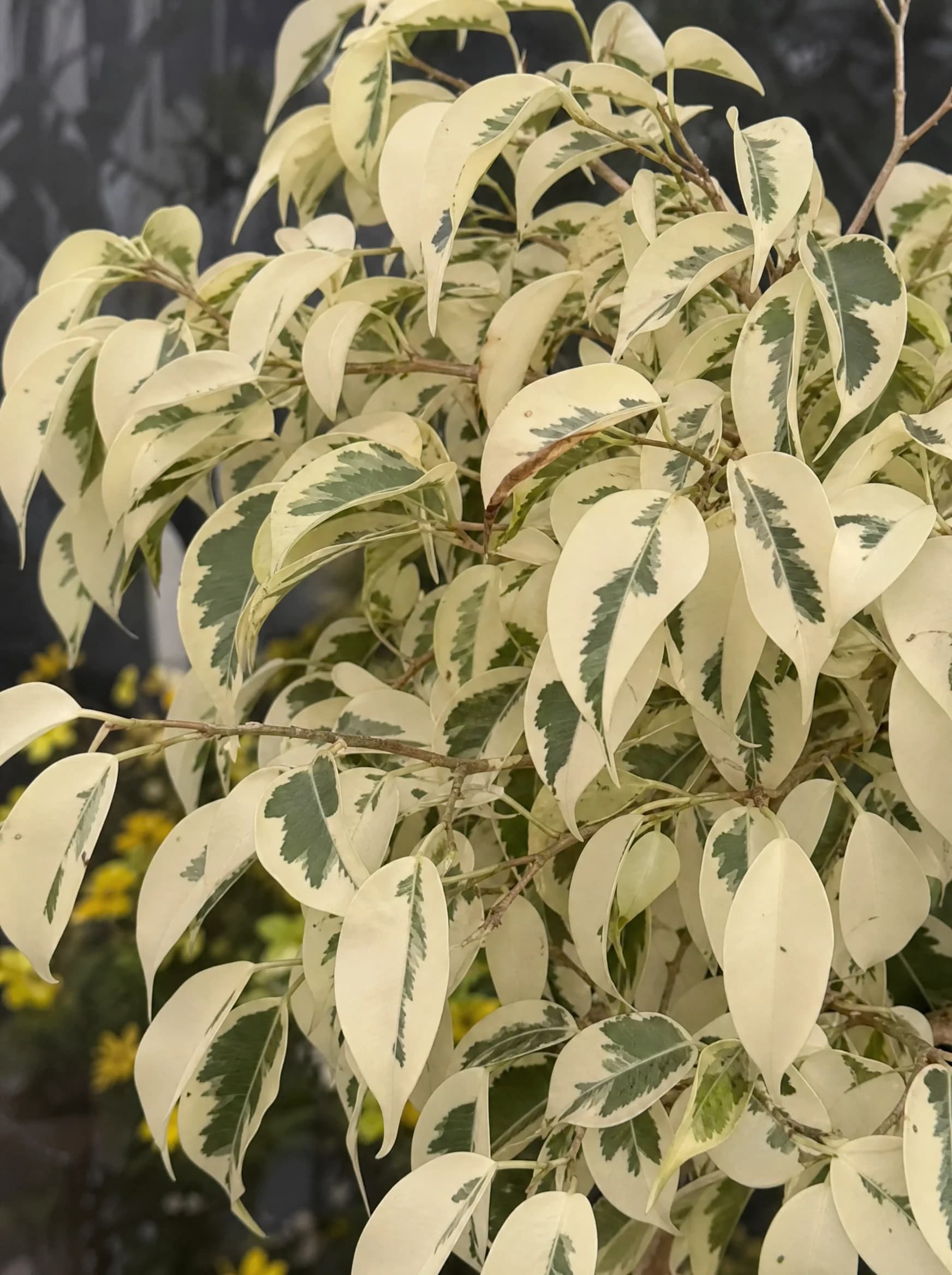 פיקוס 'סטאר לייט׳ (ficus benjamina starlight) — תקריב עלים, משתלת הדר נוי