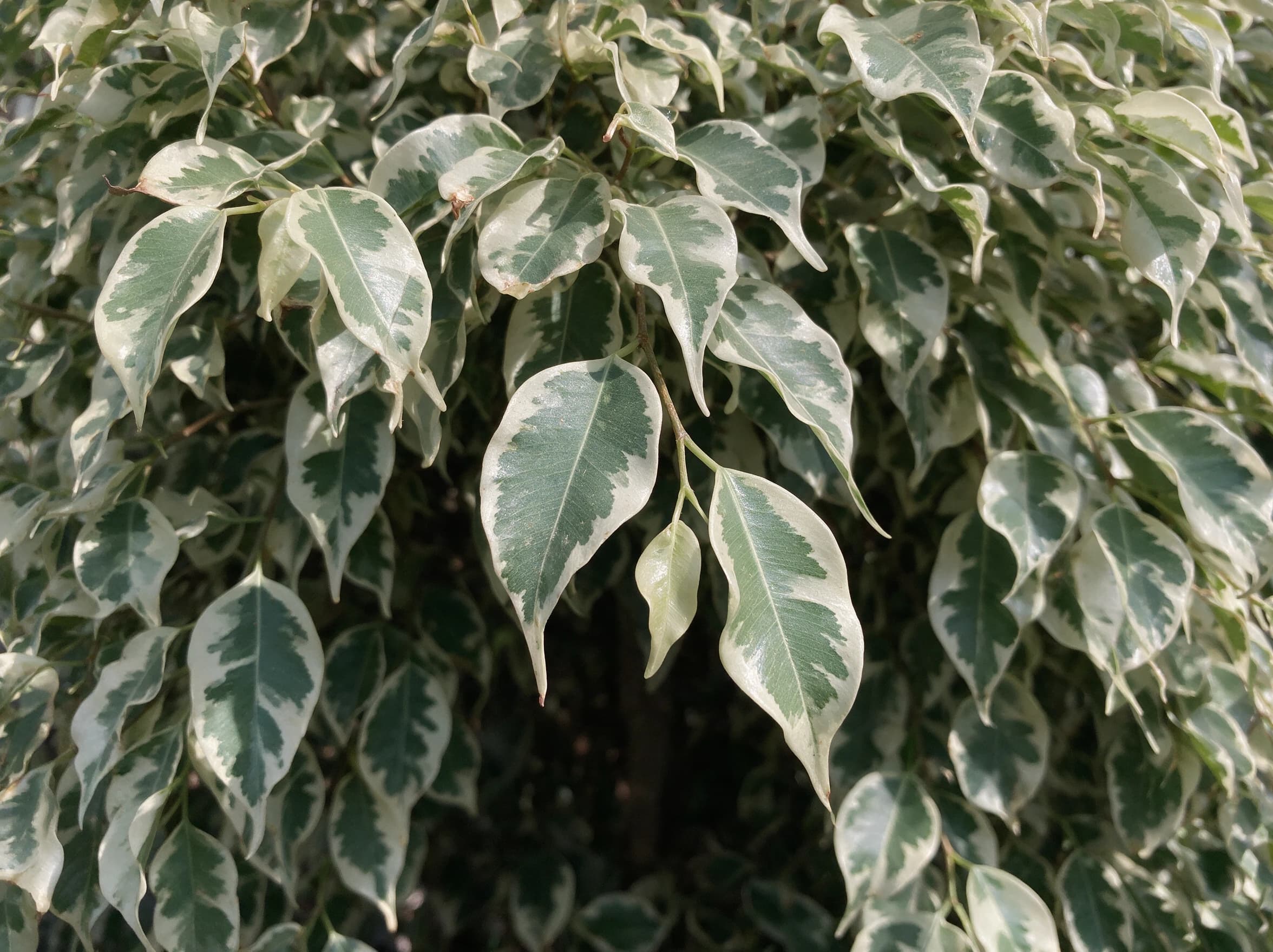 פיקוס 'סטאר לייט׳ (ficus benjamina starlight) — תקריב עלים, משתלת הדר נוי