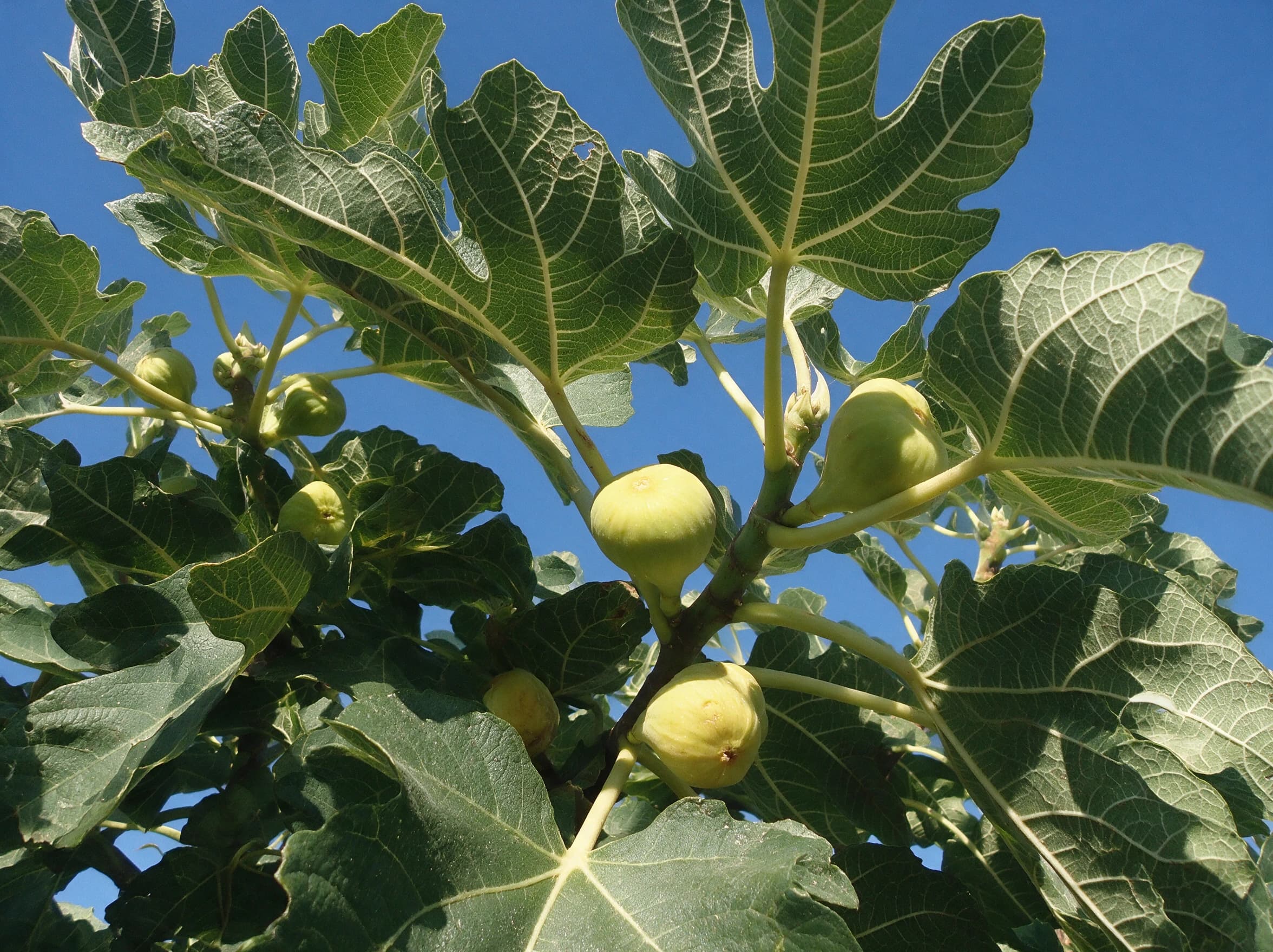 תאנה לבנה (ficus carica) — תקריב פרי, משתלת הדר נוי