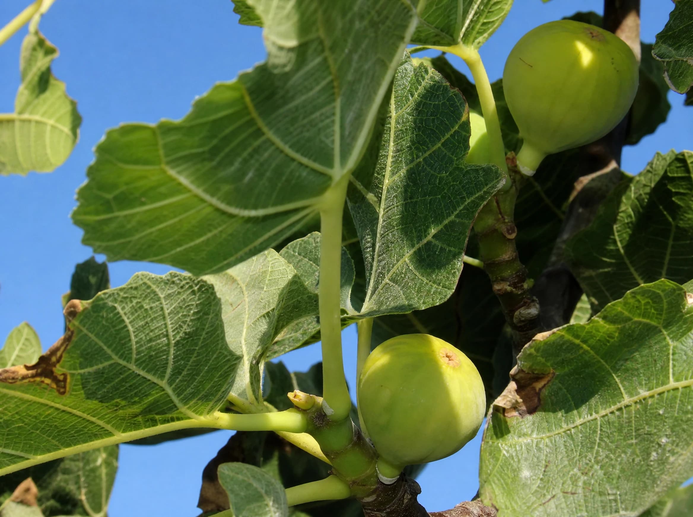 תאנה לבנה (ficus carica) — תקריב פרי, משתלת הדר נוי