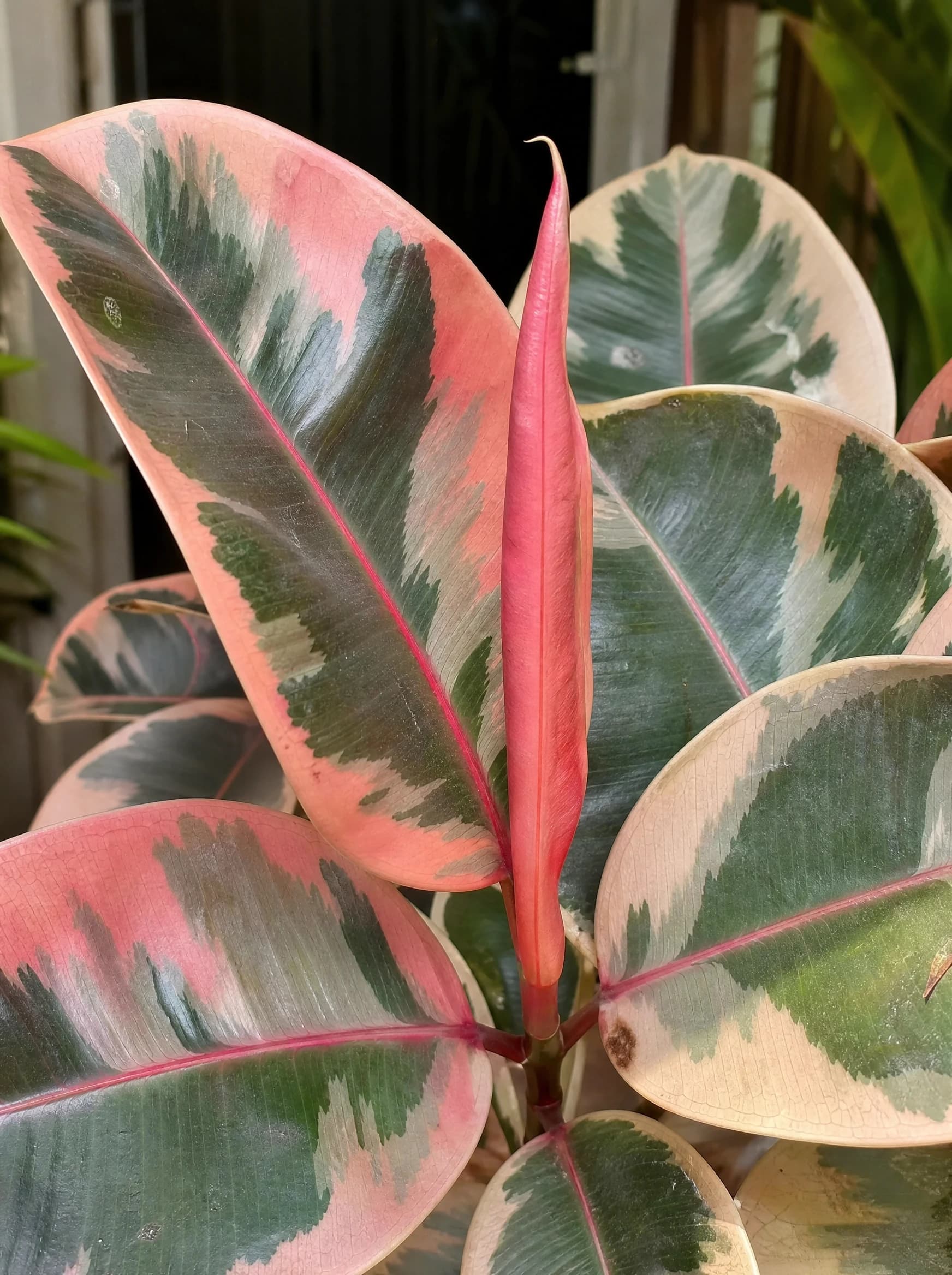 פיקוס גומי 'בליז׳ (רבר) (ficus elastica belize) — תקריב עלים, משתלת הדר נוי