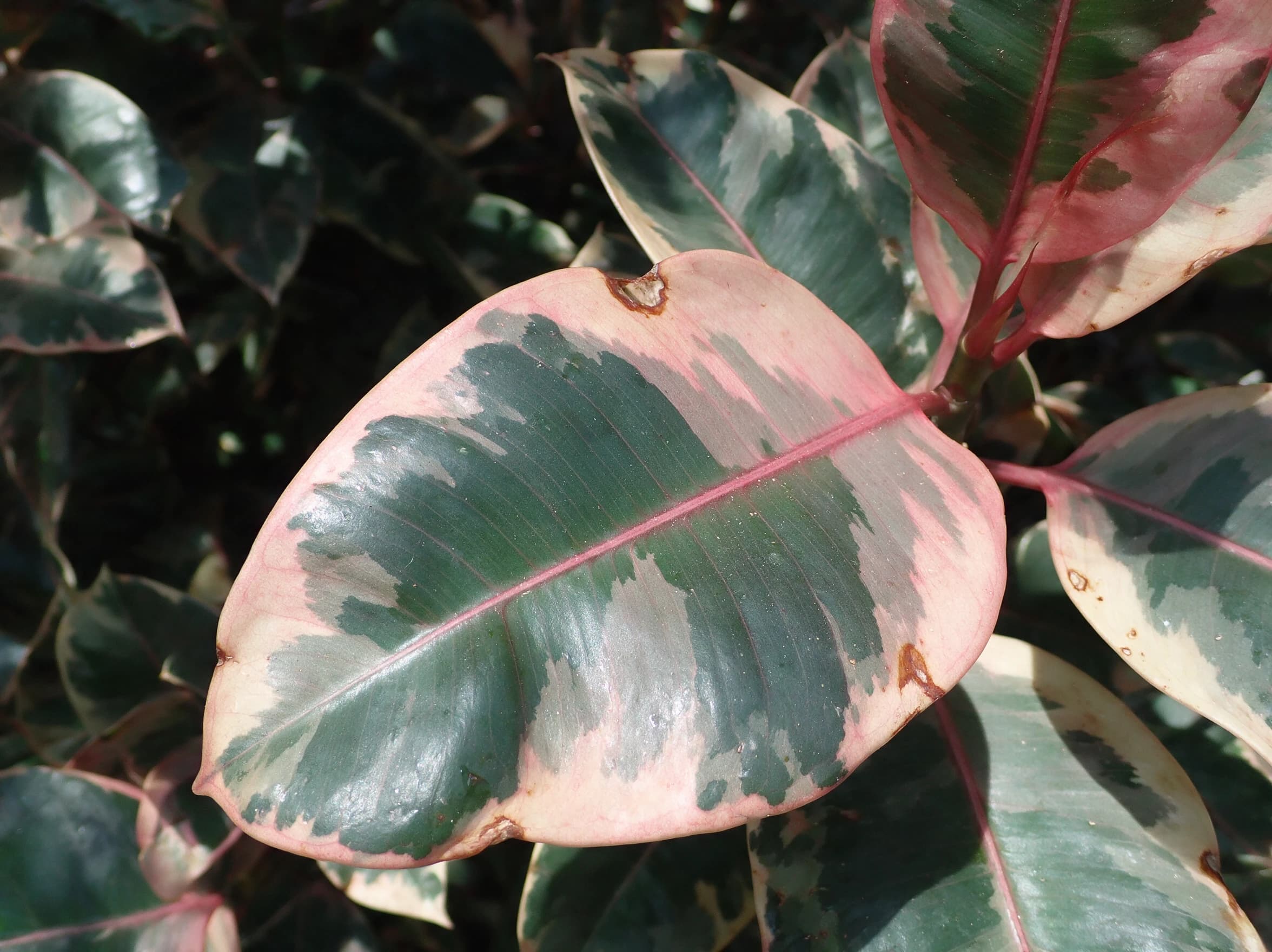 פיקוס גומי 'בליז׳ (רבר) (ficus elastica belize) — תקריב עלים, משתלת הדר נוי