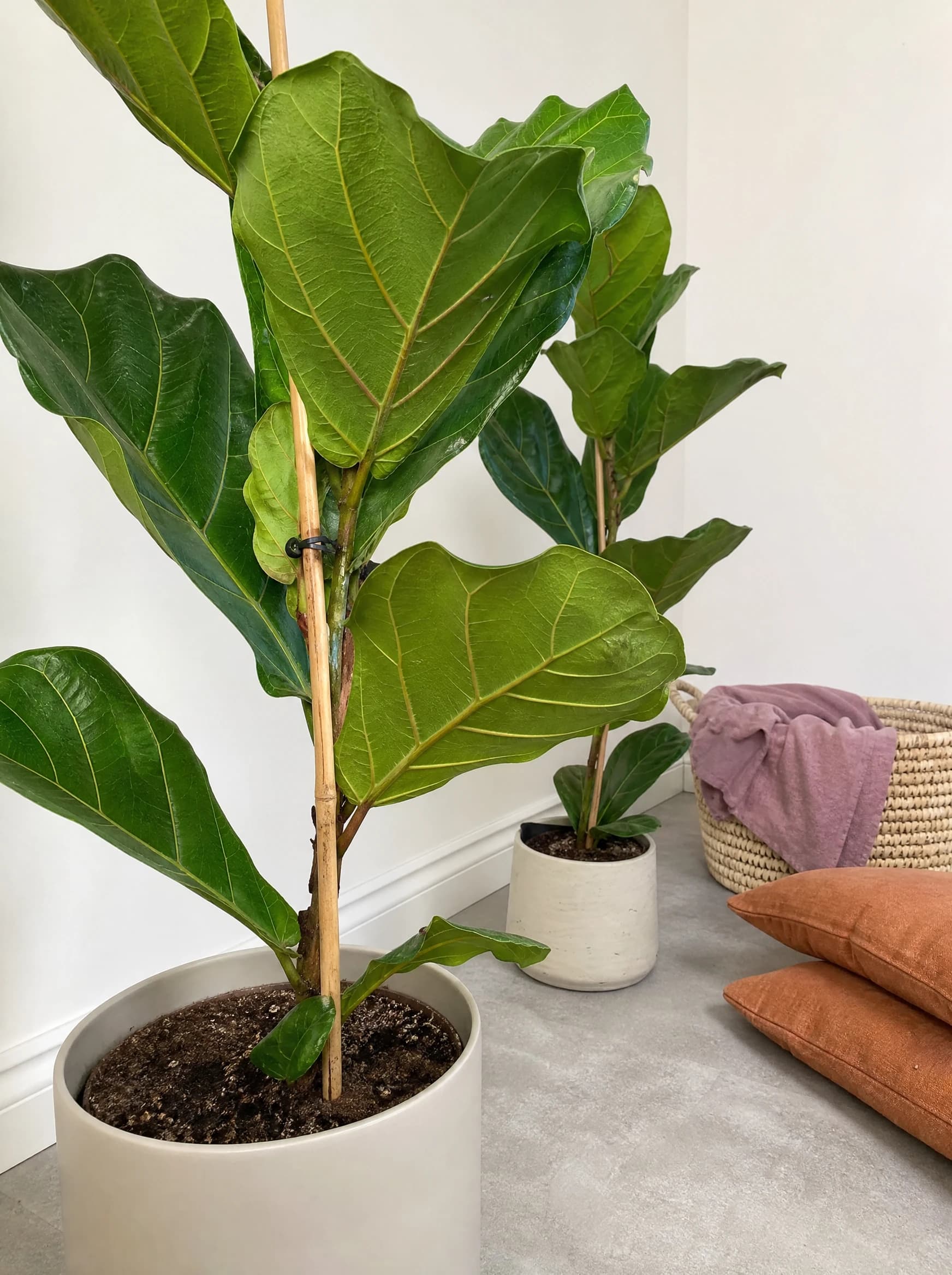 פיקוס כינורי (ficus lyrata), פיקוס כינורי בעציצי בטון בפינת סלון עם כריות וסל, צמח בית בסלון ובמשרד, משתלת הדר נוי