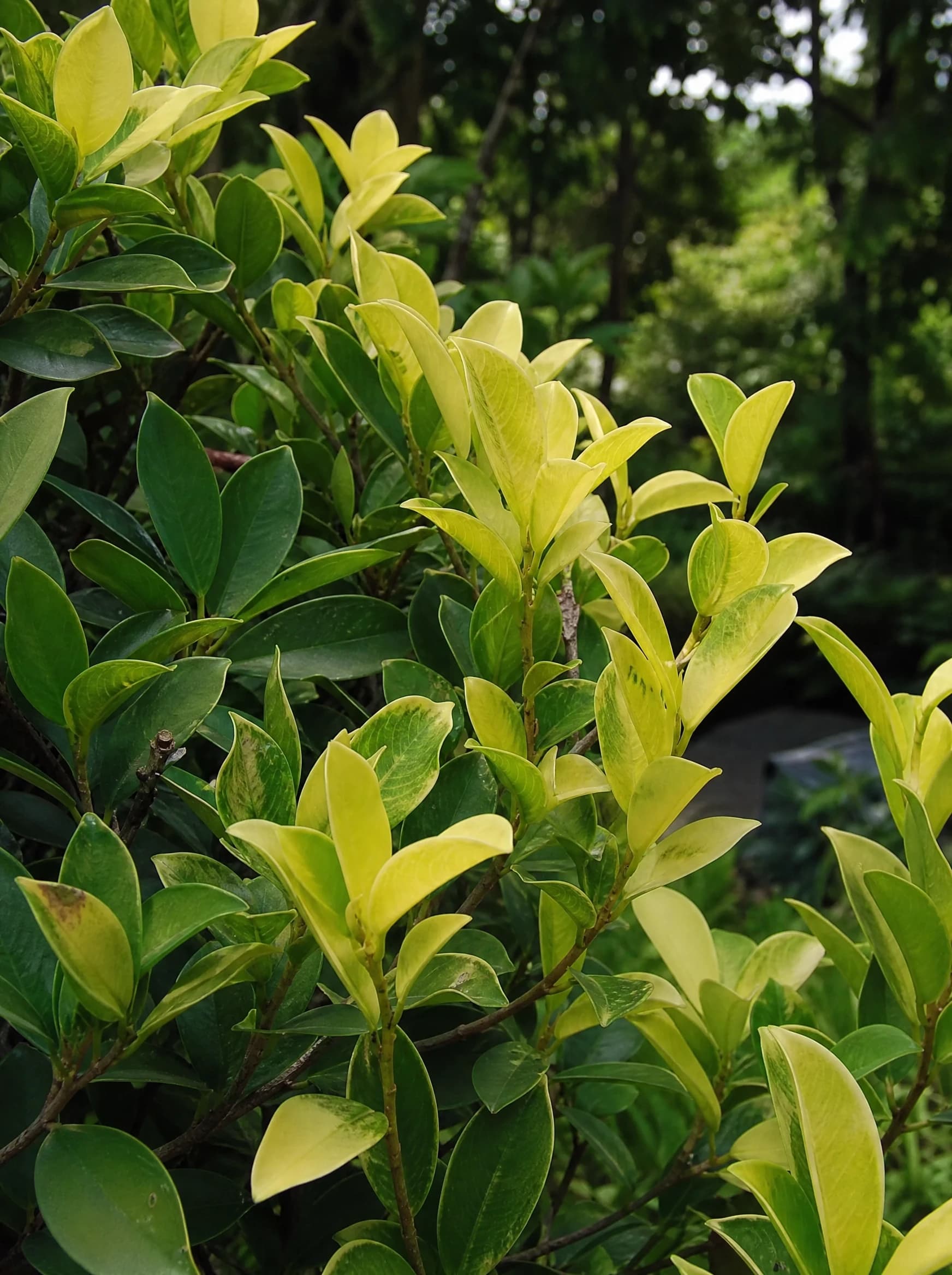פיקוס 'גולדן׳ (ficus microcarpa golden) — תקריב עלים, משתלת הדר נוי