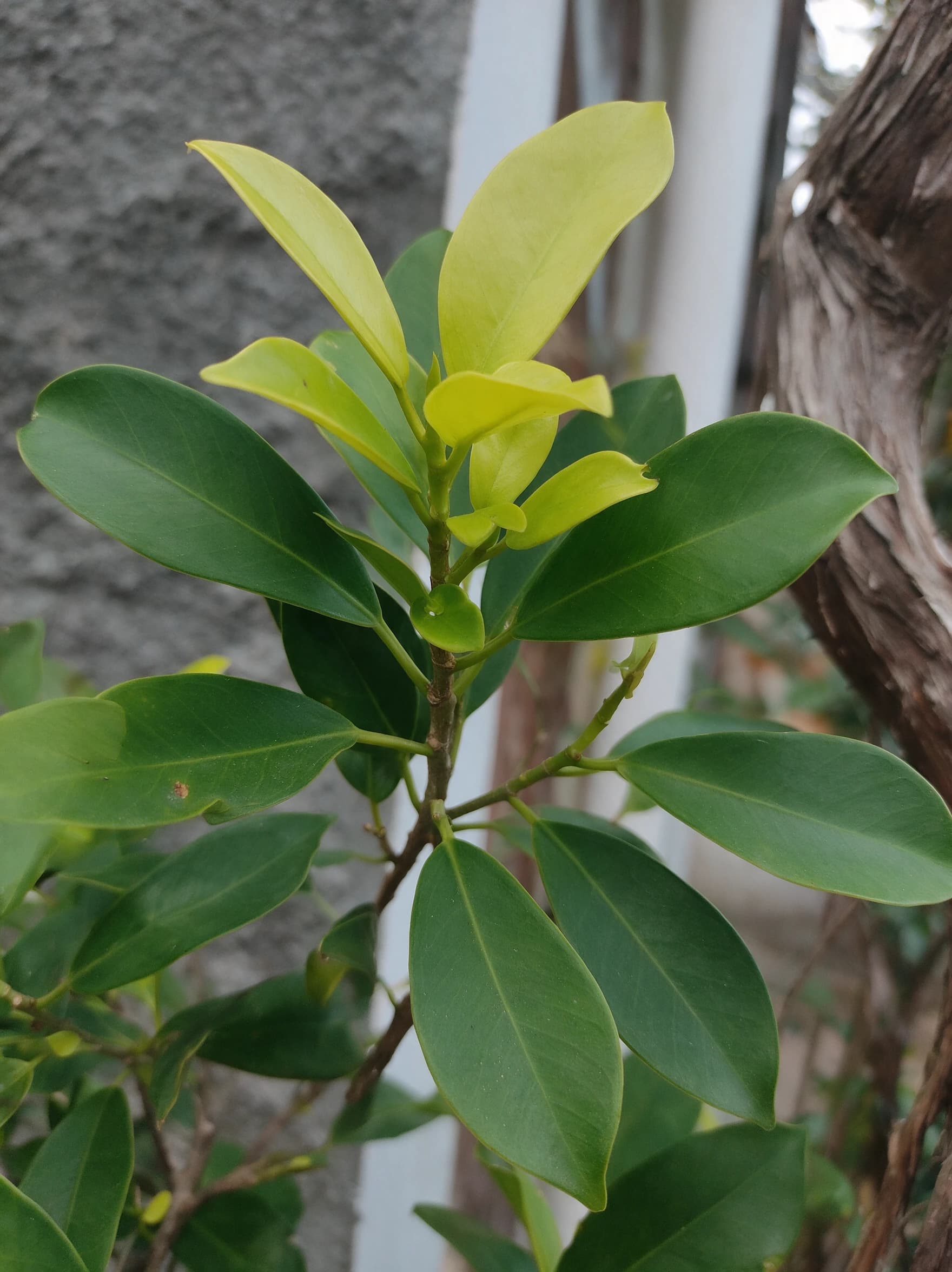פיקוס 'גולדן׳ (ficus microcarpa golden) — תקריב עלים, משתלת הדר נוי