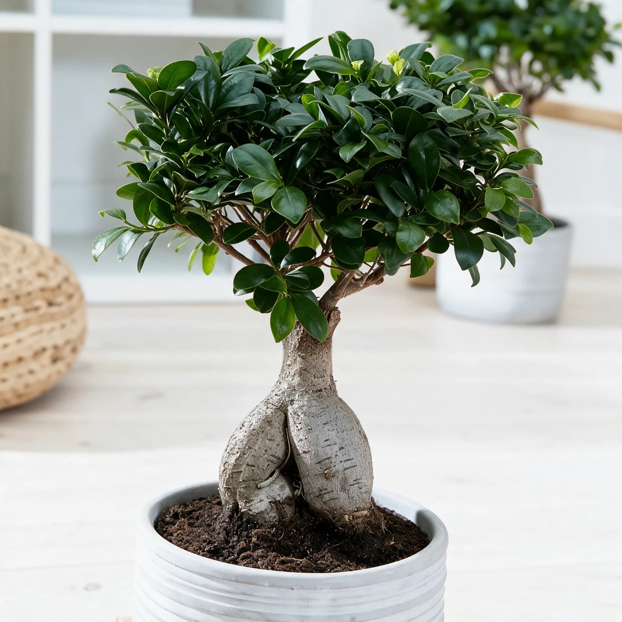 פיקוס 'תאילנדי׳ (ficus microcarpa thai), פיקוס תאילנדי בעציץ לבן מחורץ בחדר מואר, צמח בית בסלון ובמשרד, משתלת הדר נוי