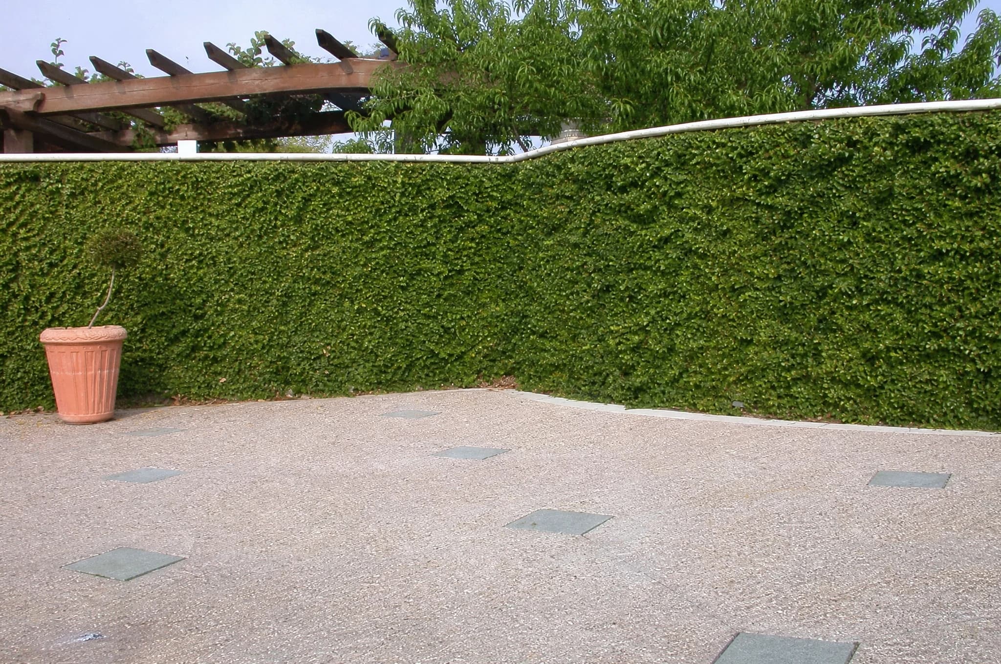 פיקוס פומילה (קיסוס פיקוס) (ficus pumila) — קיסוס פיקוס מכסה קיר גבול שלם כמסך ירוק לצד שביל בטון — מטפס על קיר ופרגולה, משתלת הדר נוי