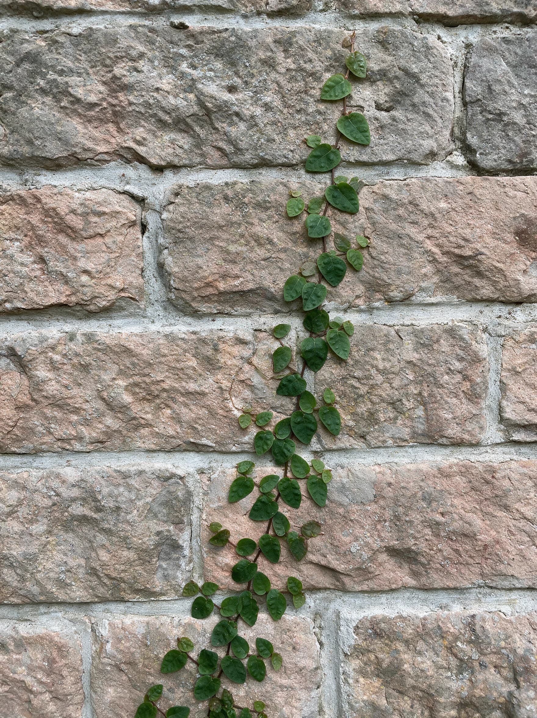 פיקוס פומילה (קיסוס פיקוס) (ficus pumila) — נוף צעיר של קיסוס פיקוס מטפס על קיר אבן חול — מטפס על קיר ופרגולה, משתלת הדר נוי