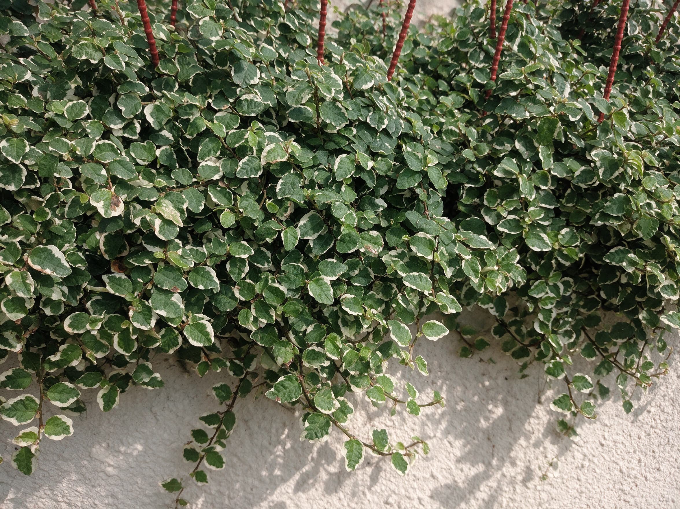 פיקוס פומילה מגוון (קיסוס פיקוס) (ficus pumila variegata) — קיסוס פיקוס מגוון בקרם-ירוק מכסה קיר מטויח — מטפס על קיר ופרגולה, משתלת הדר נוי