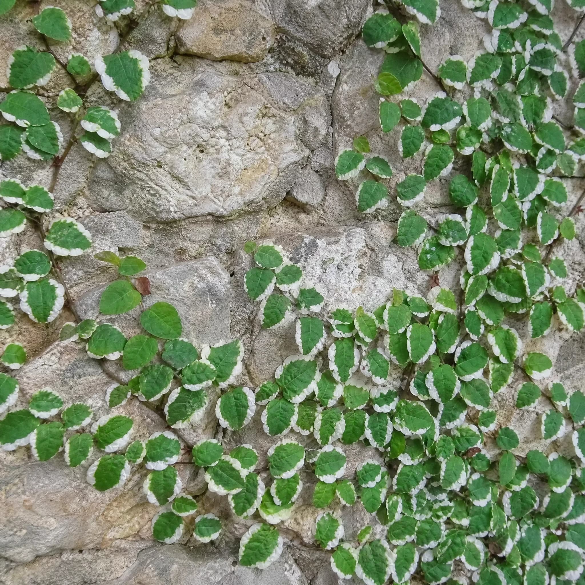 פיקוס פומילה מגוון (קיסוס פיקוס) (ficus pumila variegata) — קיסוס פיקוס מגוון מכסה קיר אבן ישן — מטפס על קיר ופרגולה, משתלת הדר נוי