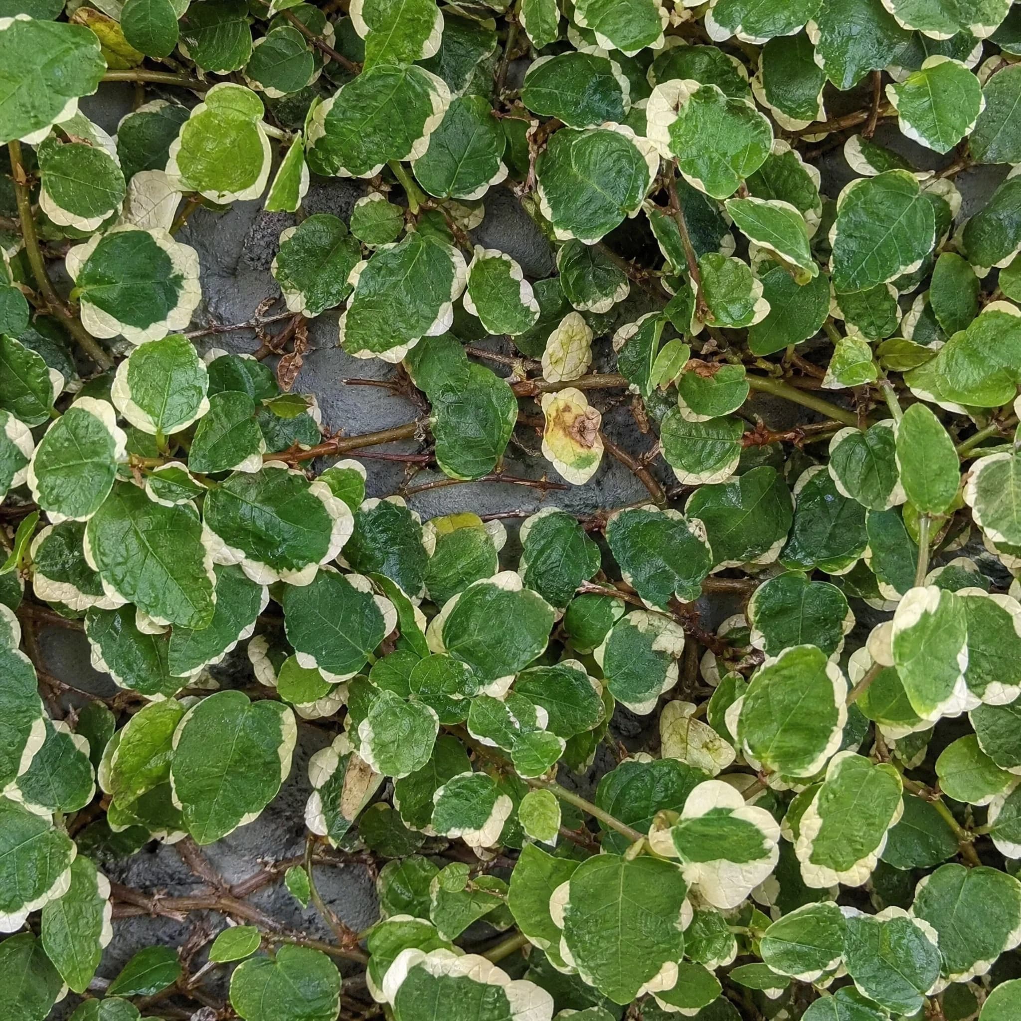 פיקוס פומילה מגוון (קיסוס פיקוס) (ficus pumila variegata) — תקריב עלים, משתלת הדר נוי