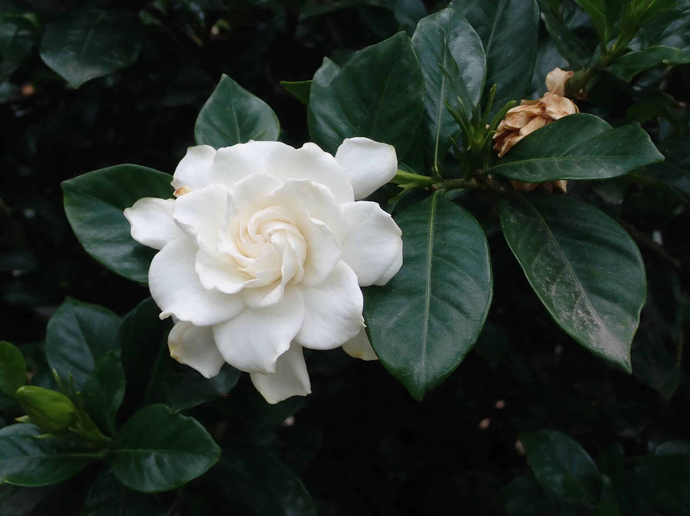 גרדניה (gardenia jasminoides) — תקריב פריחה, משתלת הדר נוי