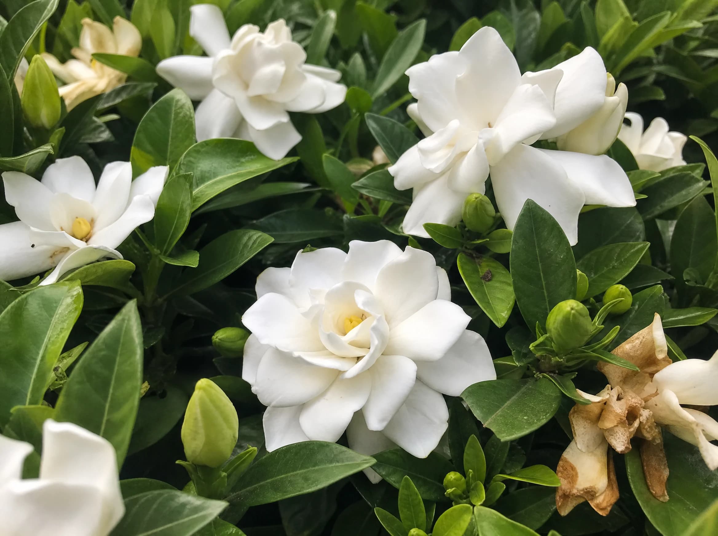 גרדניה (gardenia jasminoides) — תקריב פריחה, משתלת הדר נוי