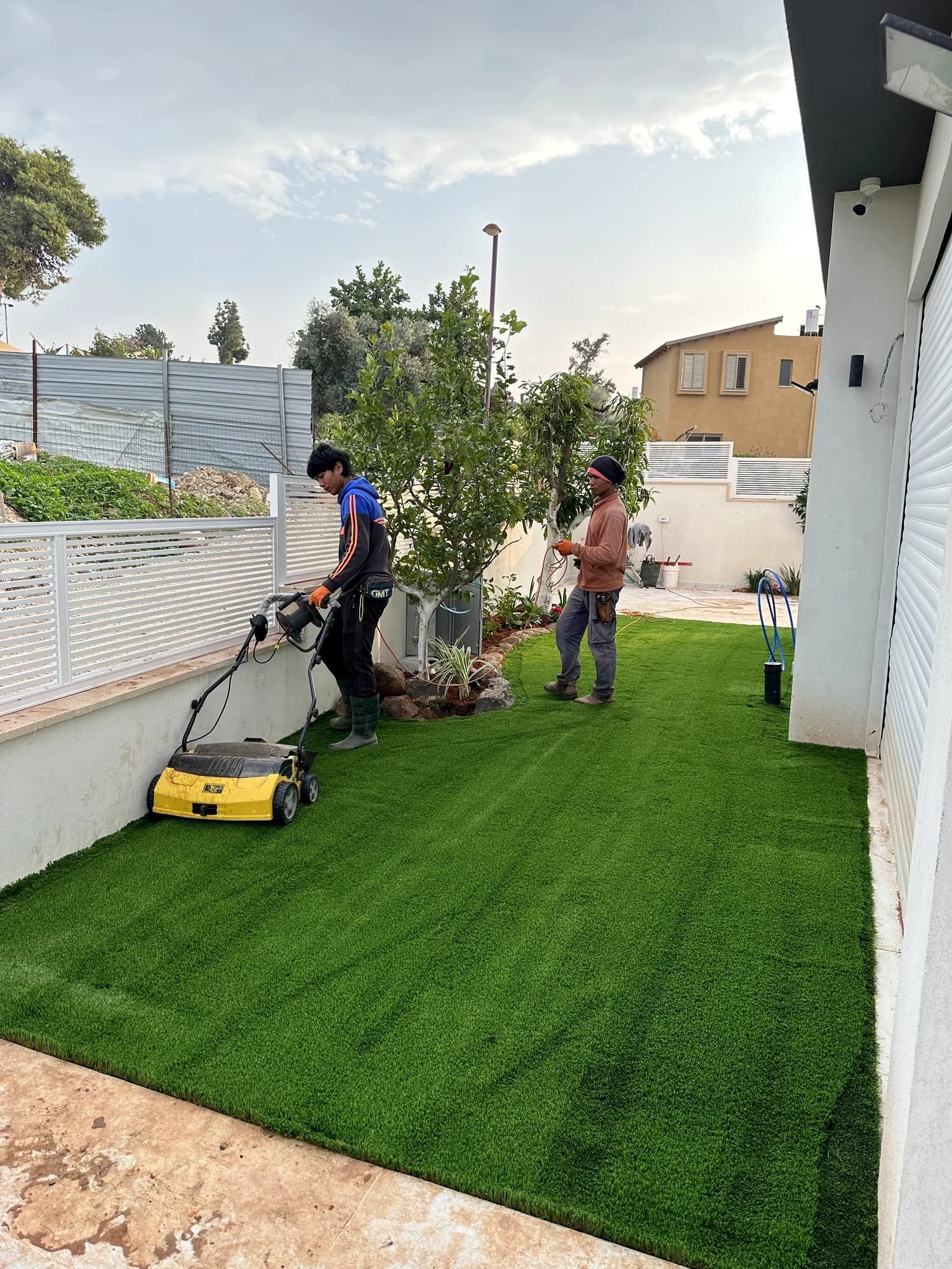 גינה שהקמנו עבור פופי, משמר דוד: הצוות שלנו בעבודה: כיסוח ראשון של המדשאה החדשה, זית מעוצב מול הגדר. משתלות הדר נוי