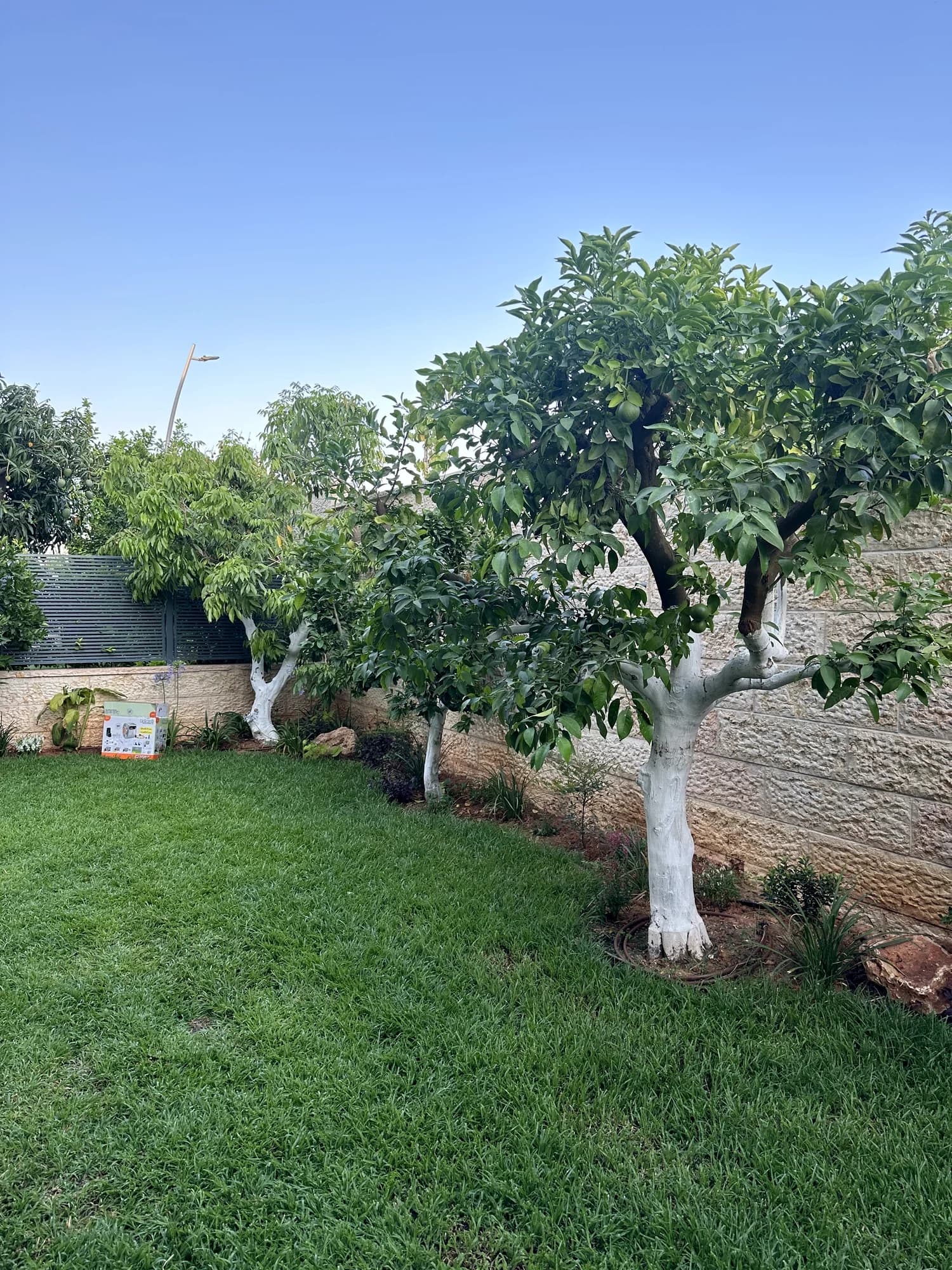 גינה שהקמנו עבור יניב, שוהם: מדשאה עם עצי פרי בגזעים מולבנים לאורך קיר האבן. משתלות הדר נוי