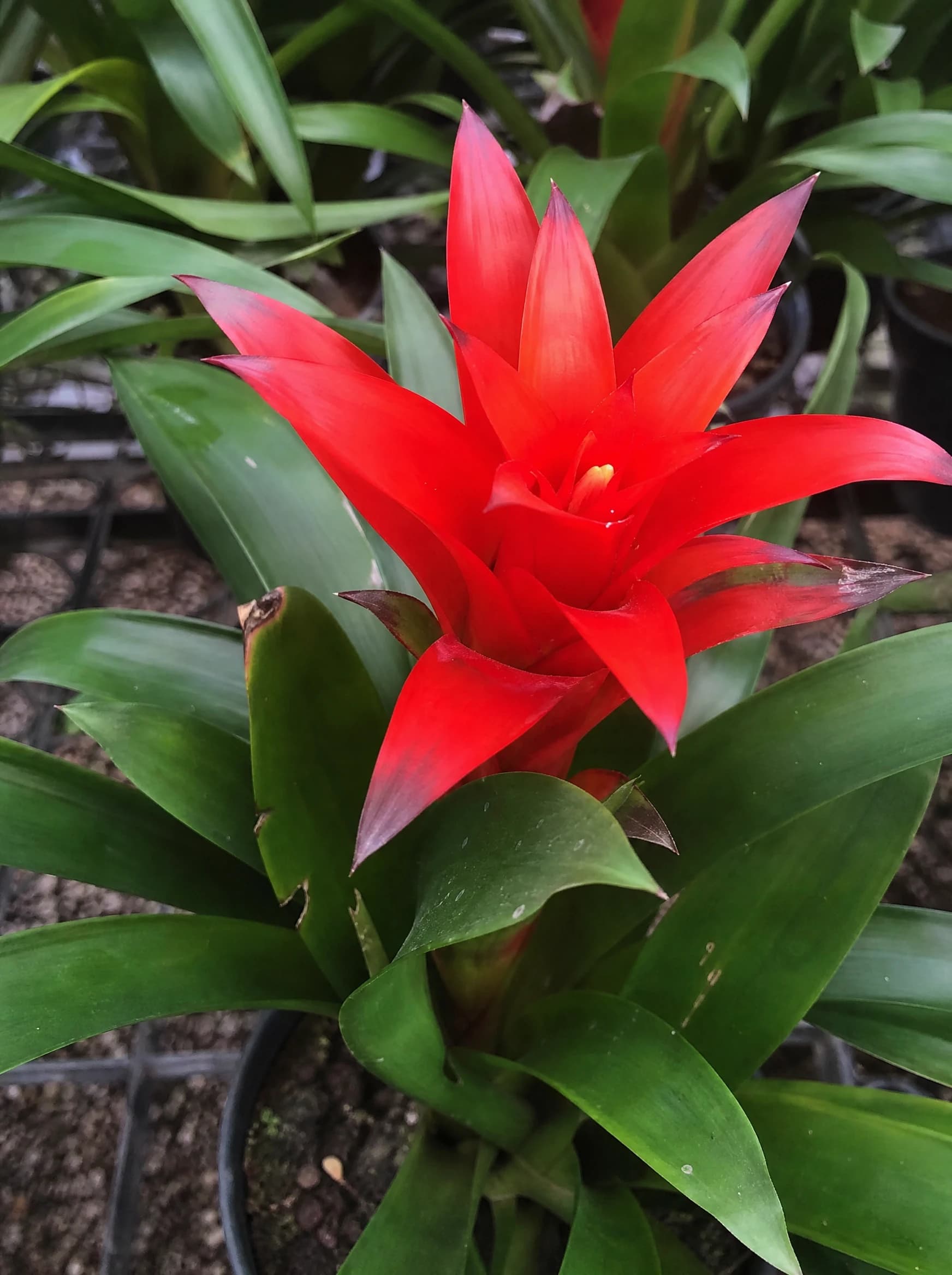 גוזמניה מיקס (guzmania lingulata) — תקריב פריחה, משתלת הדר נוי