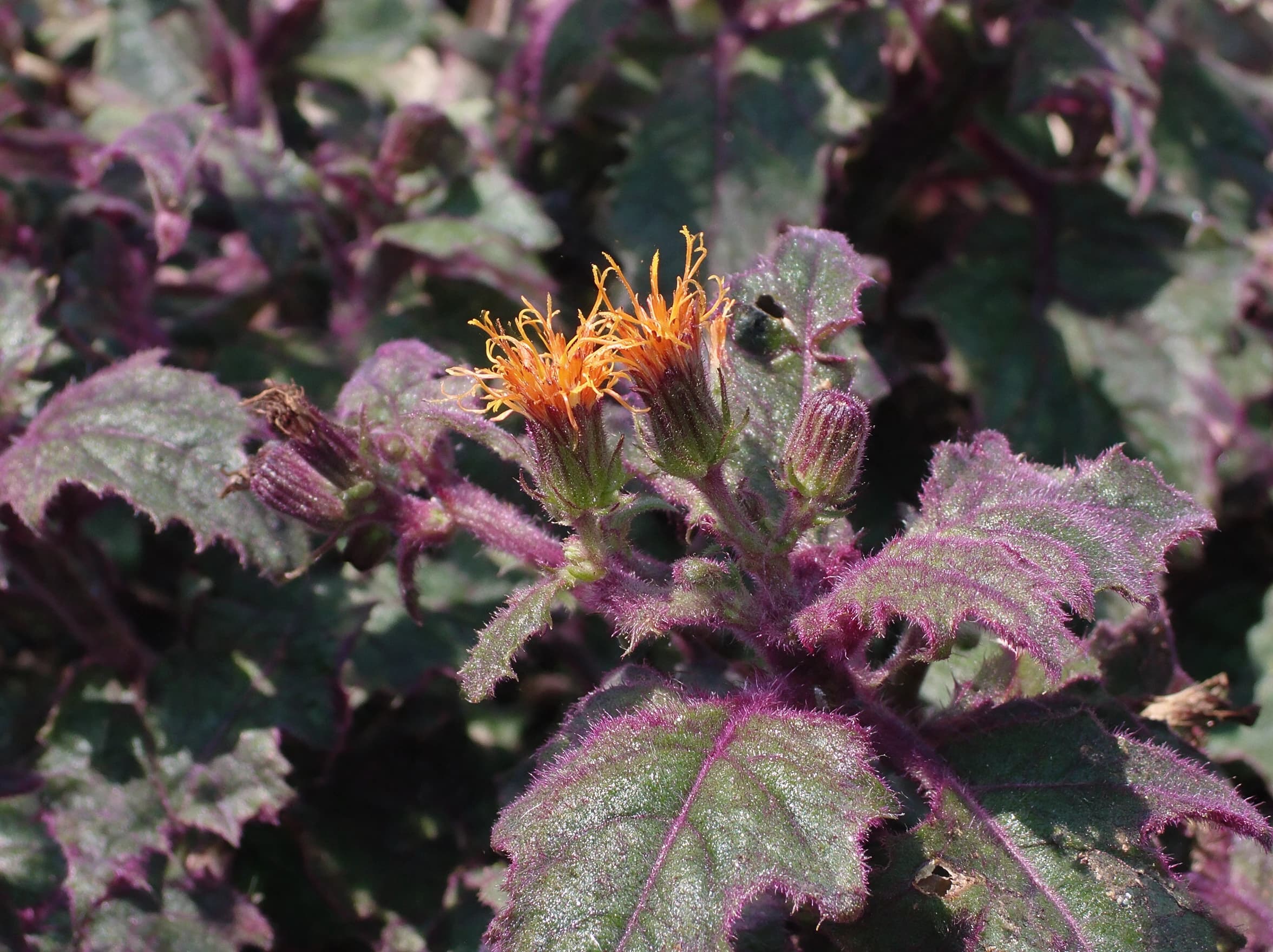גינורה "פרפל פשן" (gynura aurantiaca purple passion) — תקריב פריחה, משתלת הדר נוי