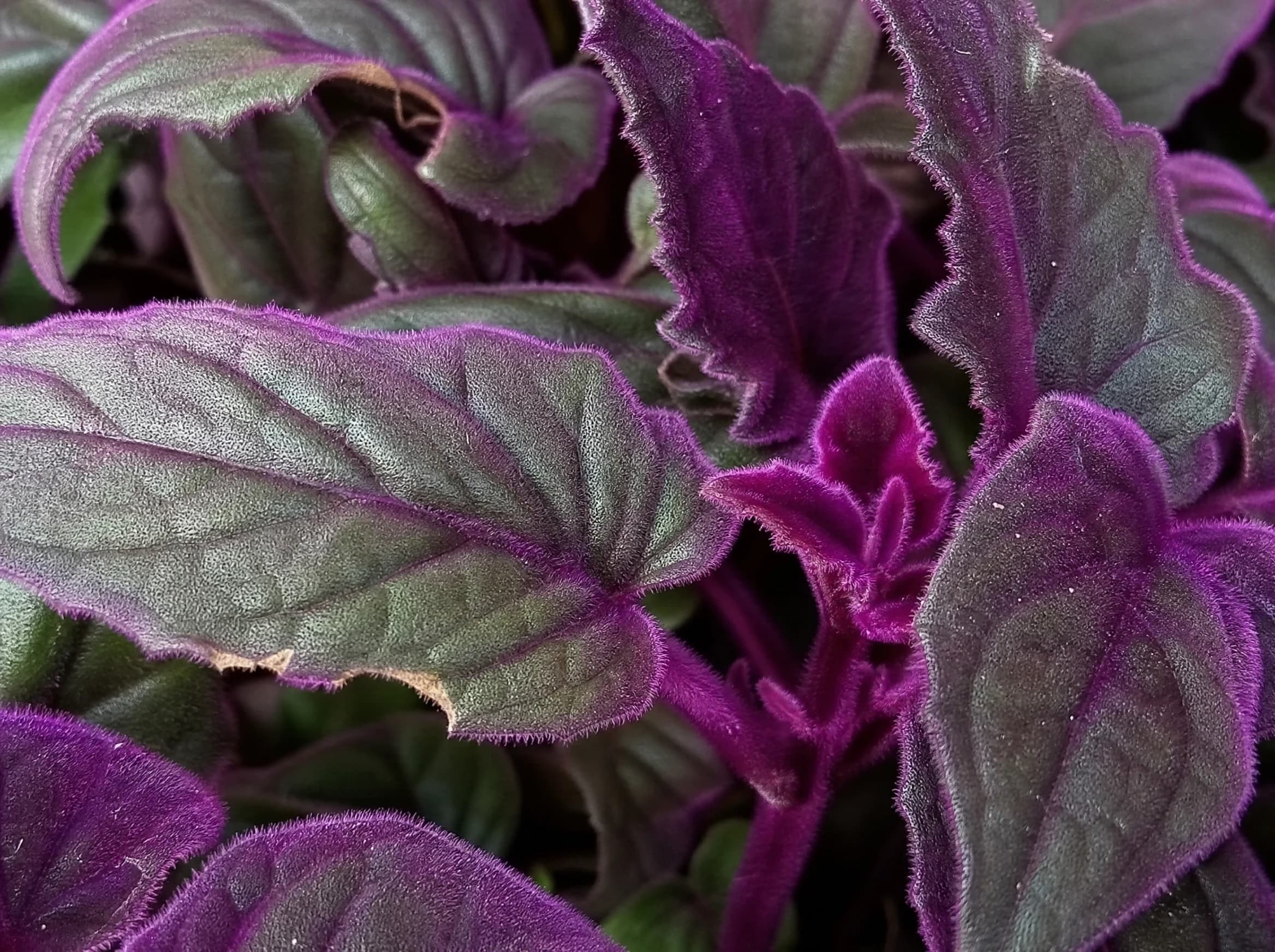 גינורה "פרפל פשן" (gynura aurantiaca purple passion) — תקריב עלים, משתלת הדר נוי
