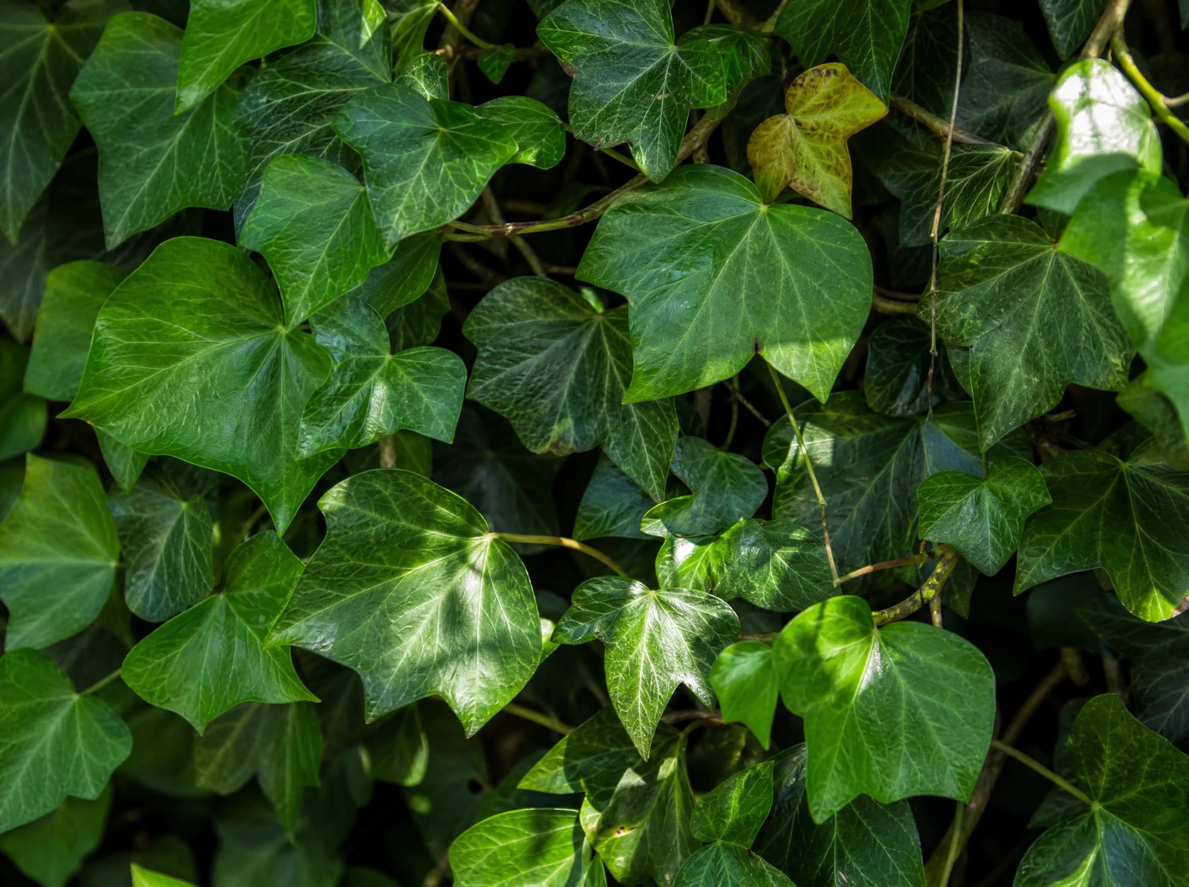 הדרה קיסוס ירוק (hedera helix) — תקריב עלים, משתלת הדר נוי