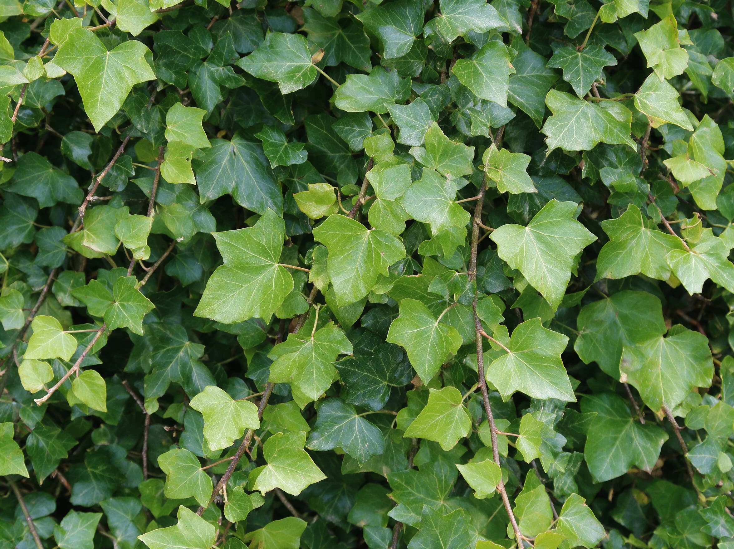 הדרה קיסוס ירוק (hedera helix) — תקריב עלים, משתלת הדר נוי