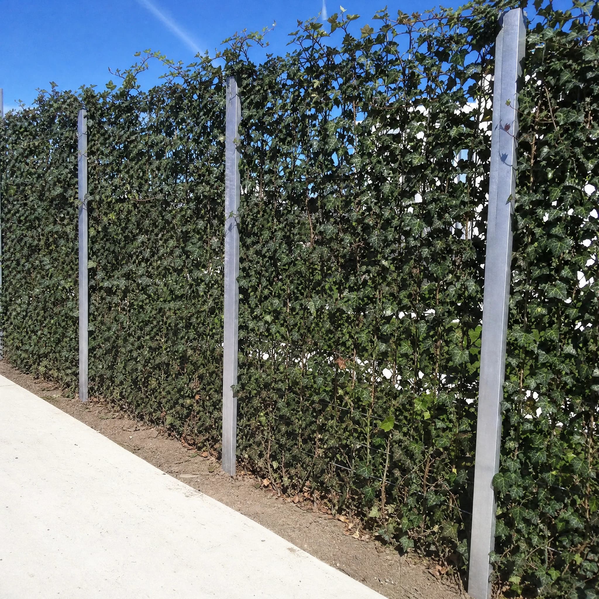 הדרה קיסוס ירוק (hedera helix) — קיסוס ירוק מודלה על פאנלים כמסך גבול לצד שביל בטון — מסך ירוק להסתרה, משתלת הדר נוי
