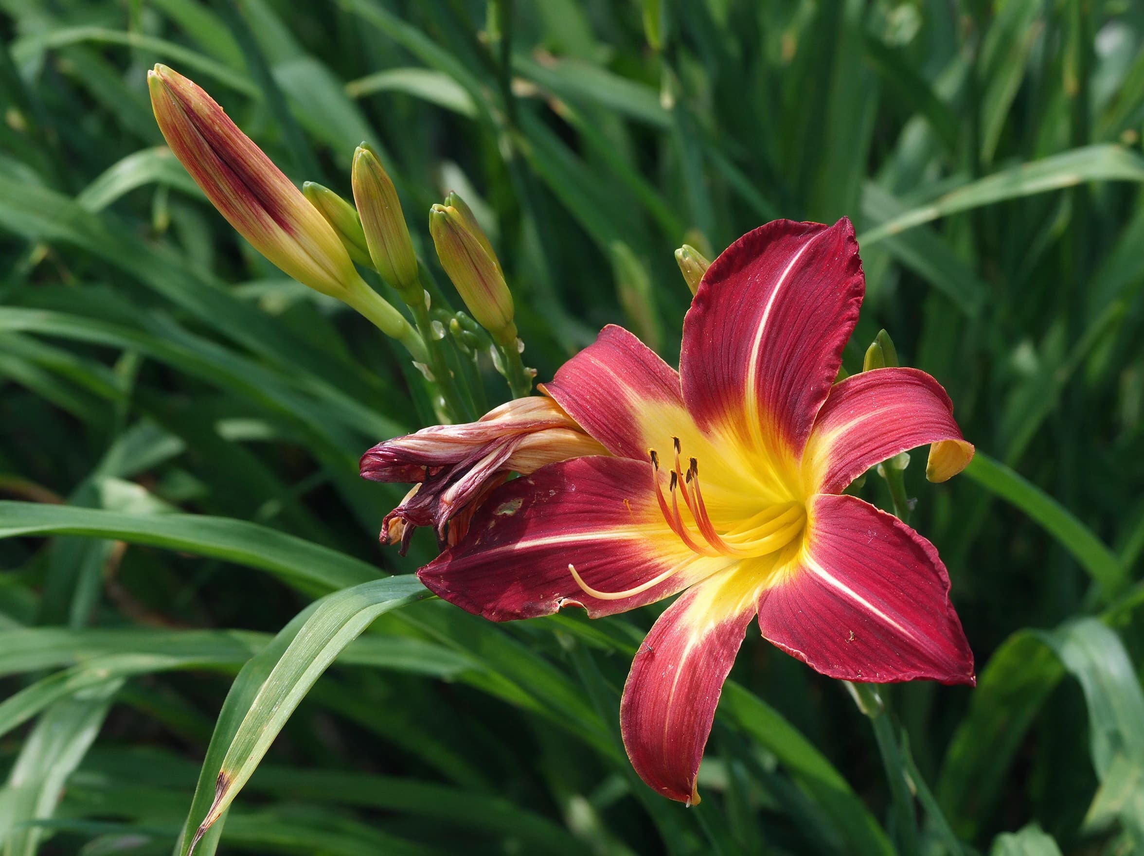 המוריקליס (hemerocallis) — תקריב פריחה, משתלת הדר נוי